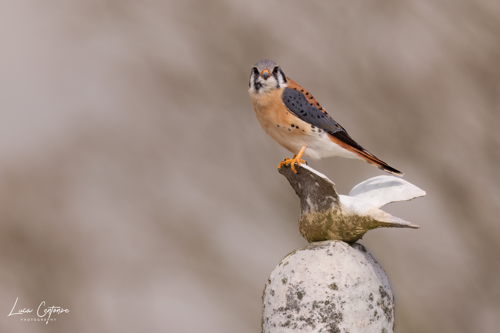 American Kestrel (Falco sparverius) Gheppio Americano