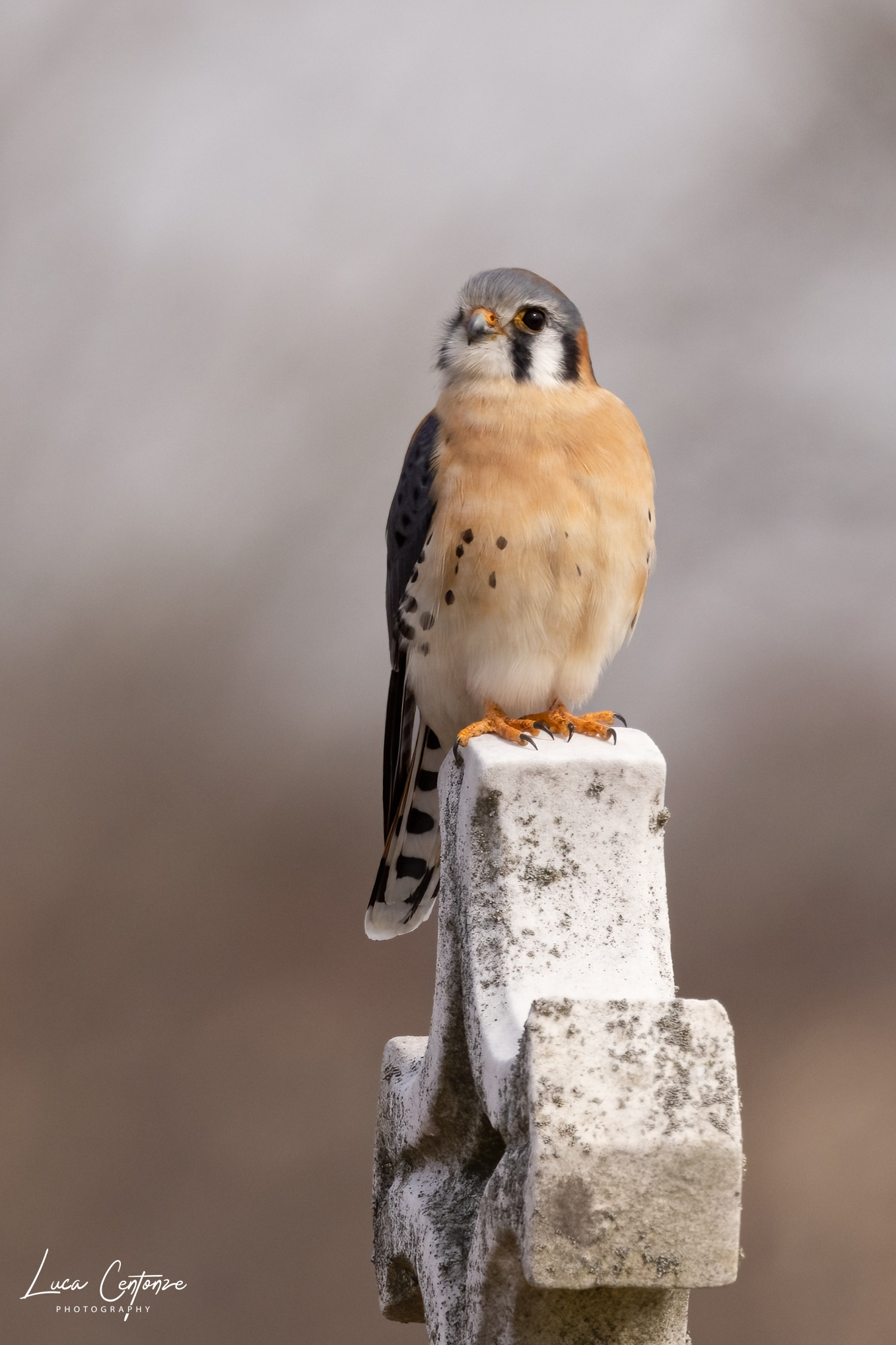American Kestrel (Falco sparverius) Gheppio Americano