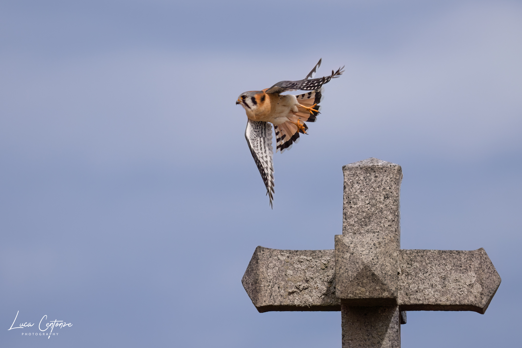 American Kestrel (Falco sparverius) Gheppio Americano