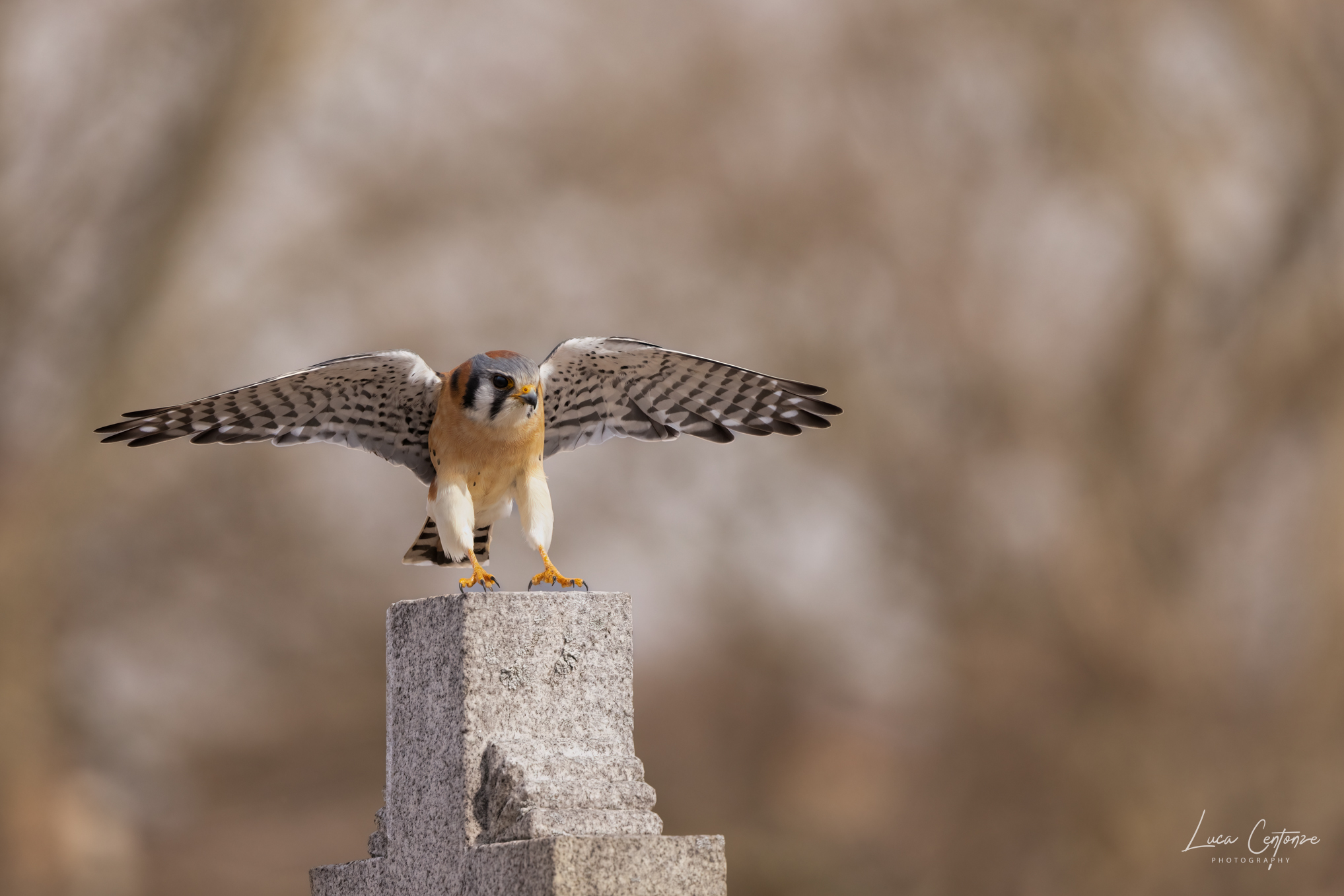 American Kestrel (Falco sparverius) Gheppio Americano