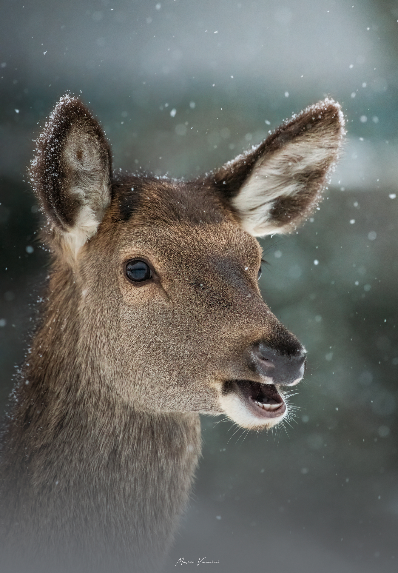 Il cucciolo di cervo