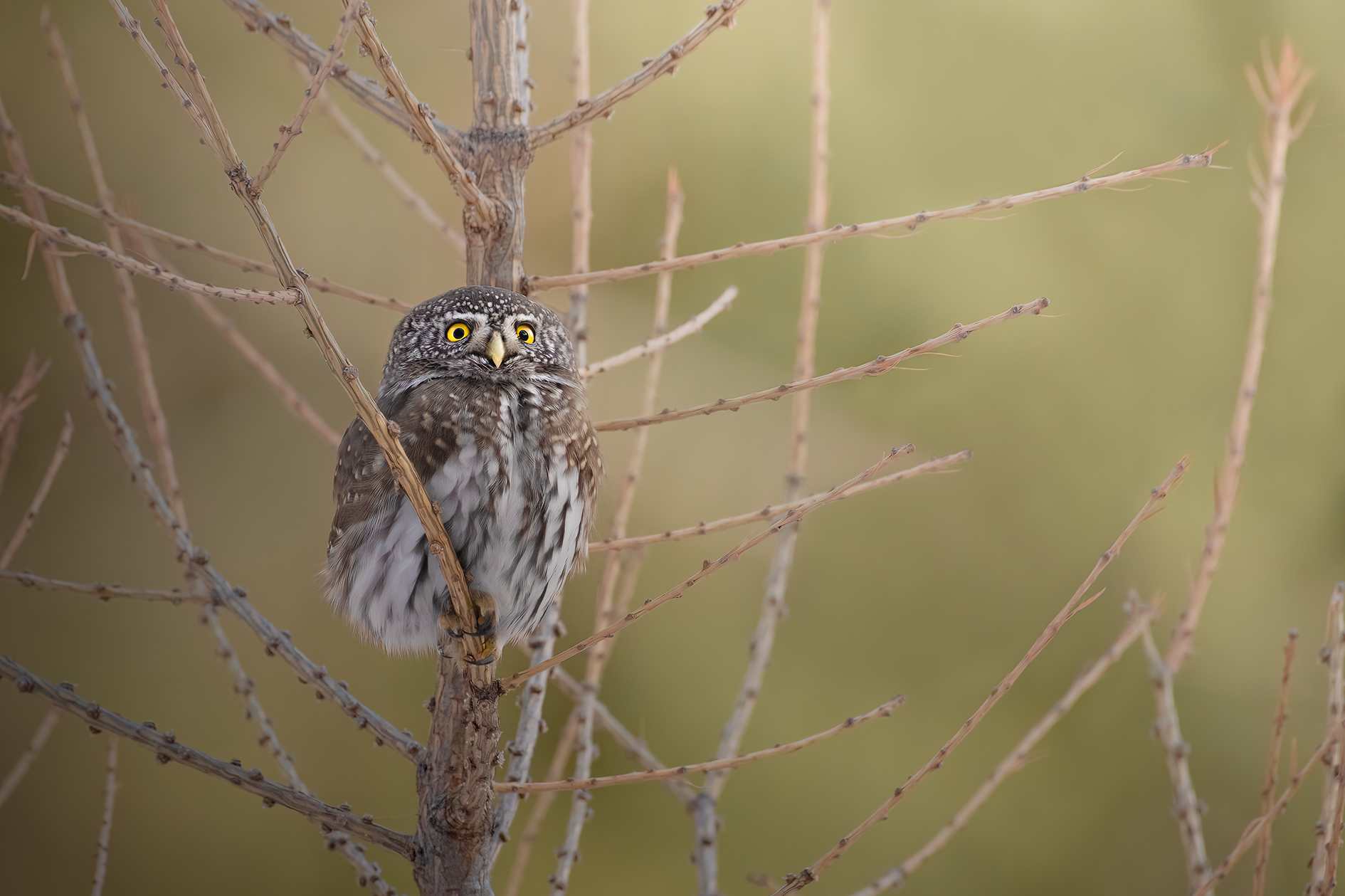 Dwarf owl