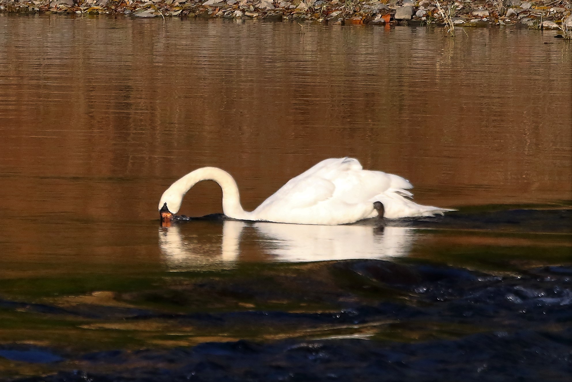 Cigno R 11 dicembre 2022