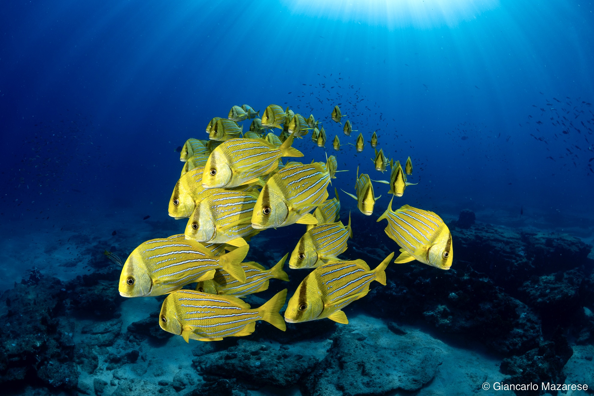 Anisotremus virginicus