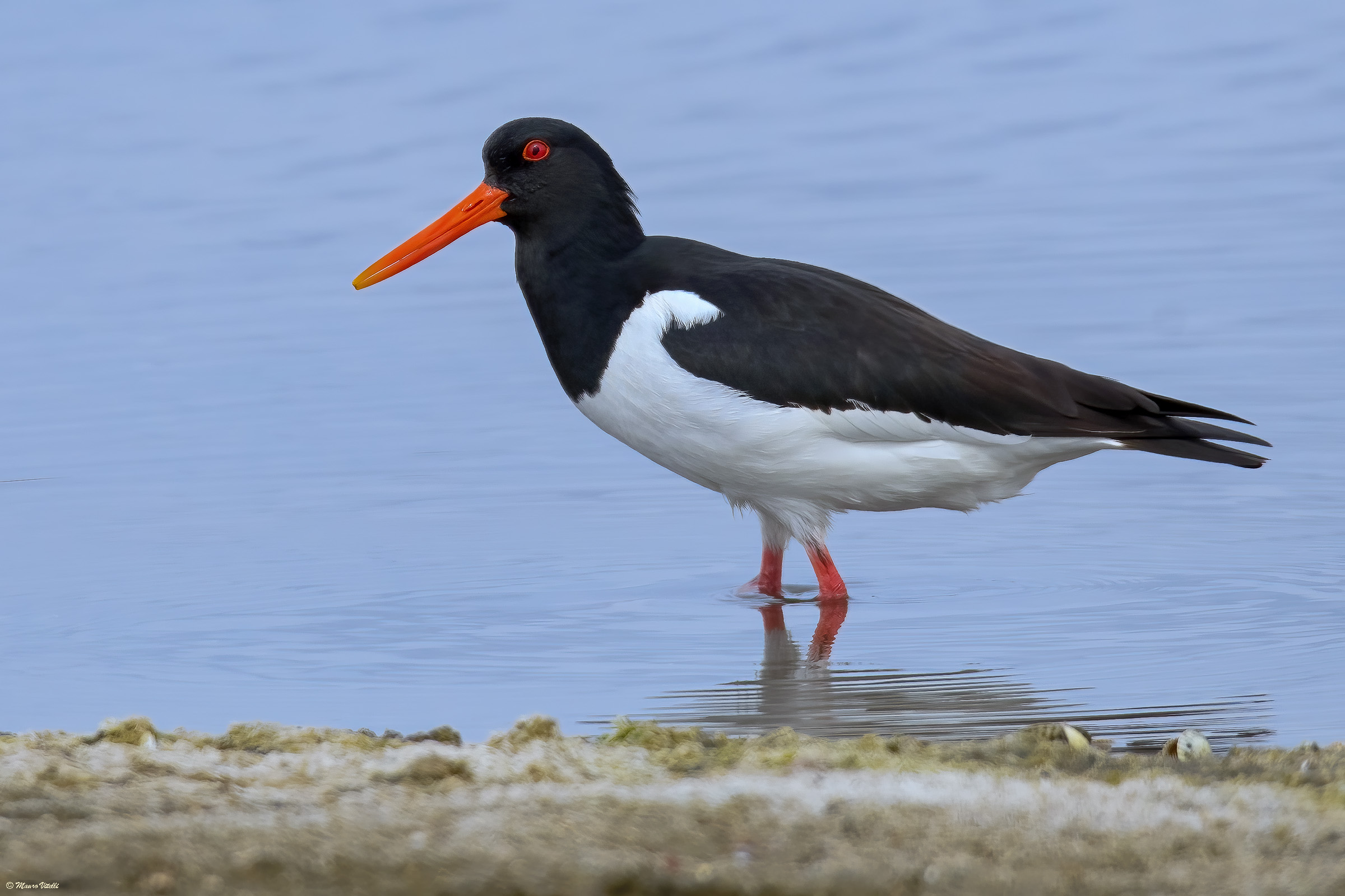 Oystercatcher (Haematopus ostralegus)