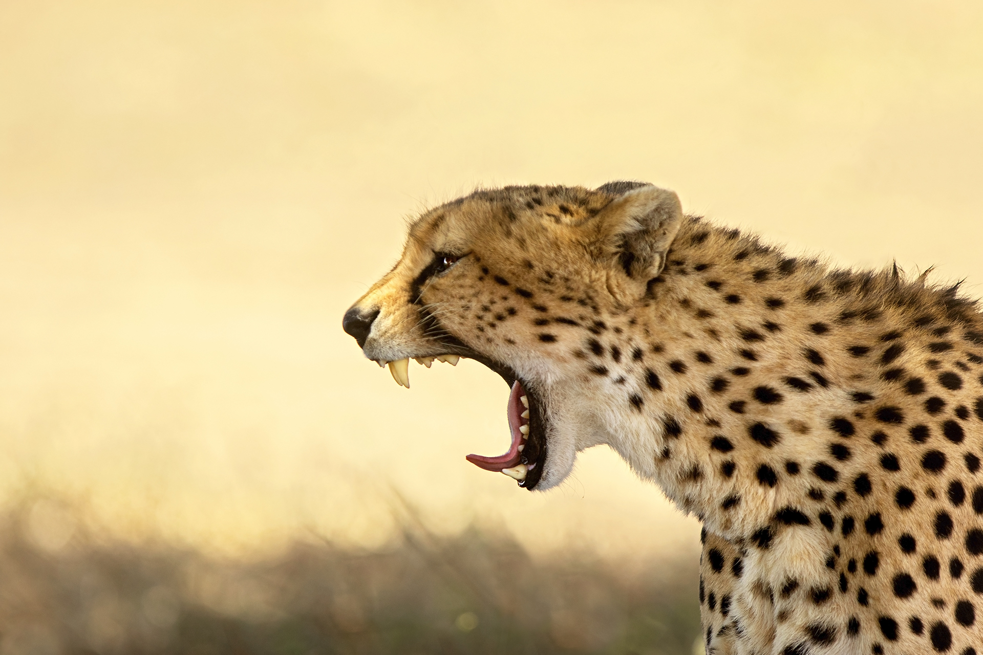 YAWN