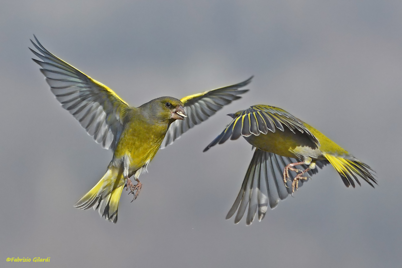 Chloris chloris (Verdoni)