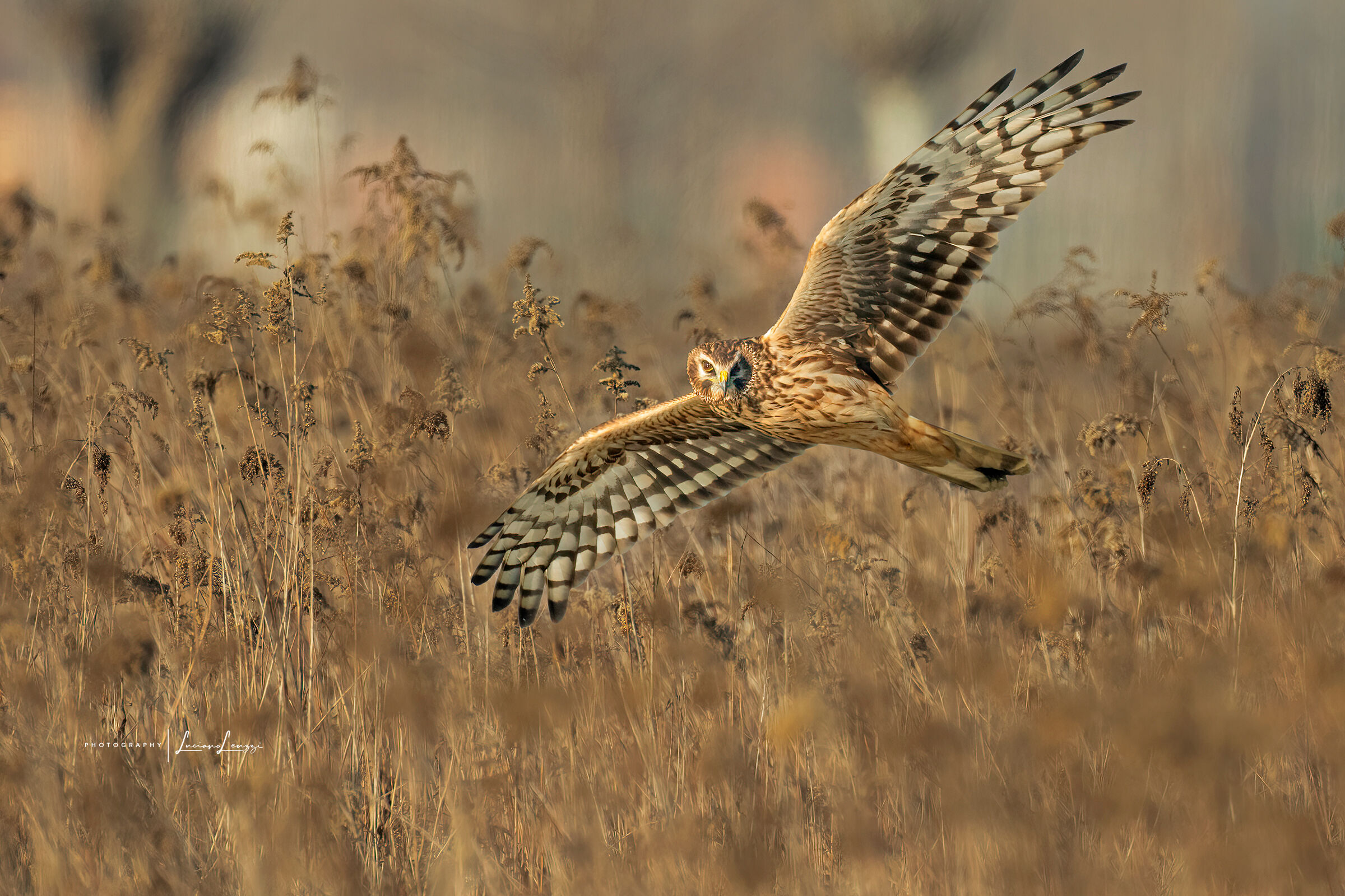 Female hen harrier