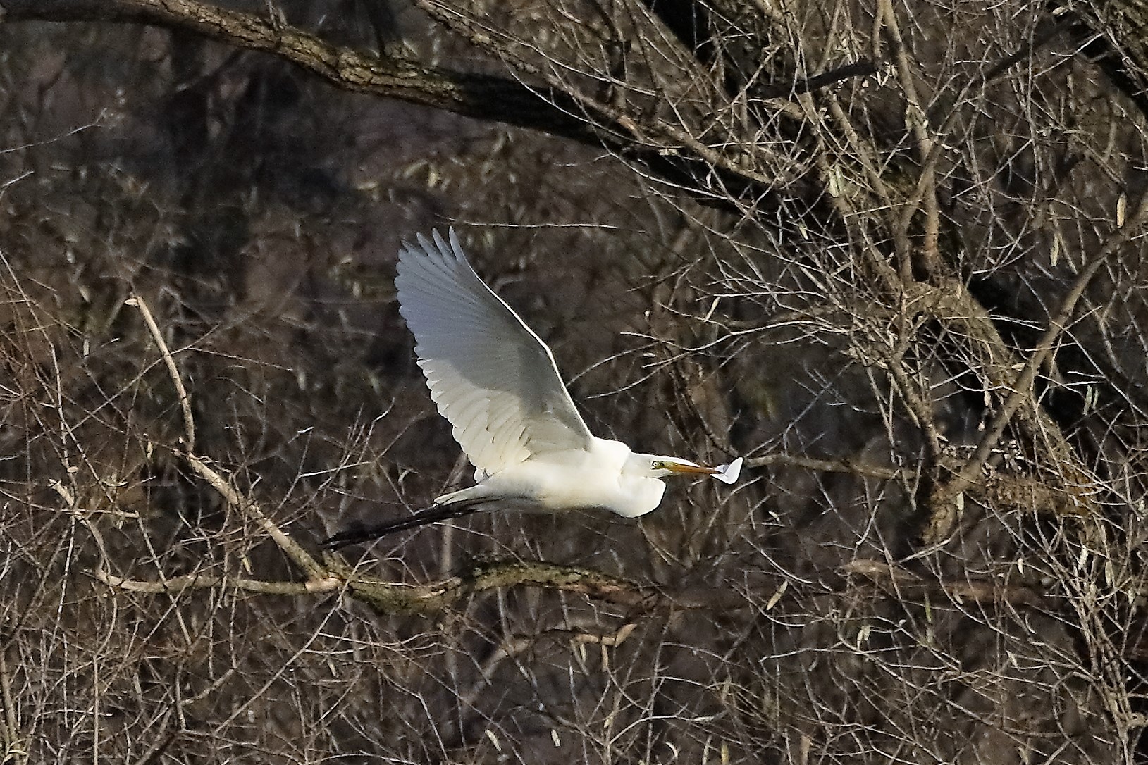 Airone BM 07 dicembre 2022