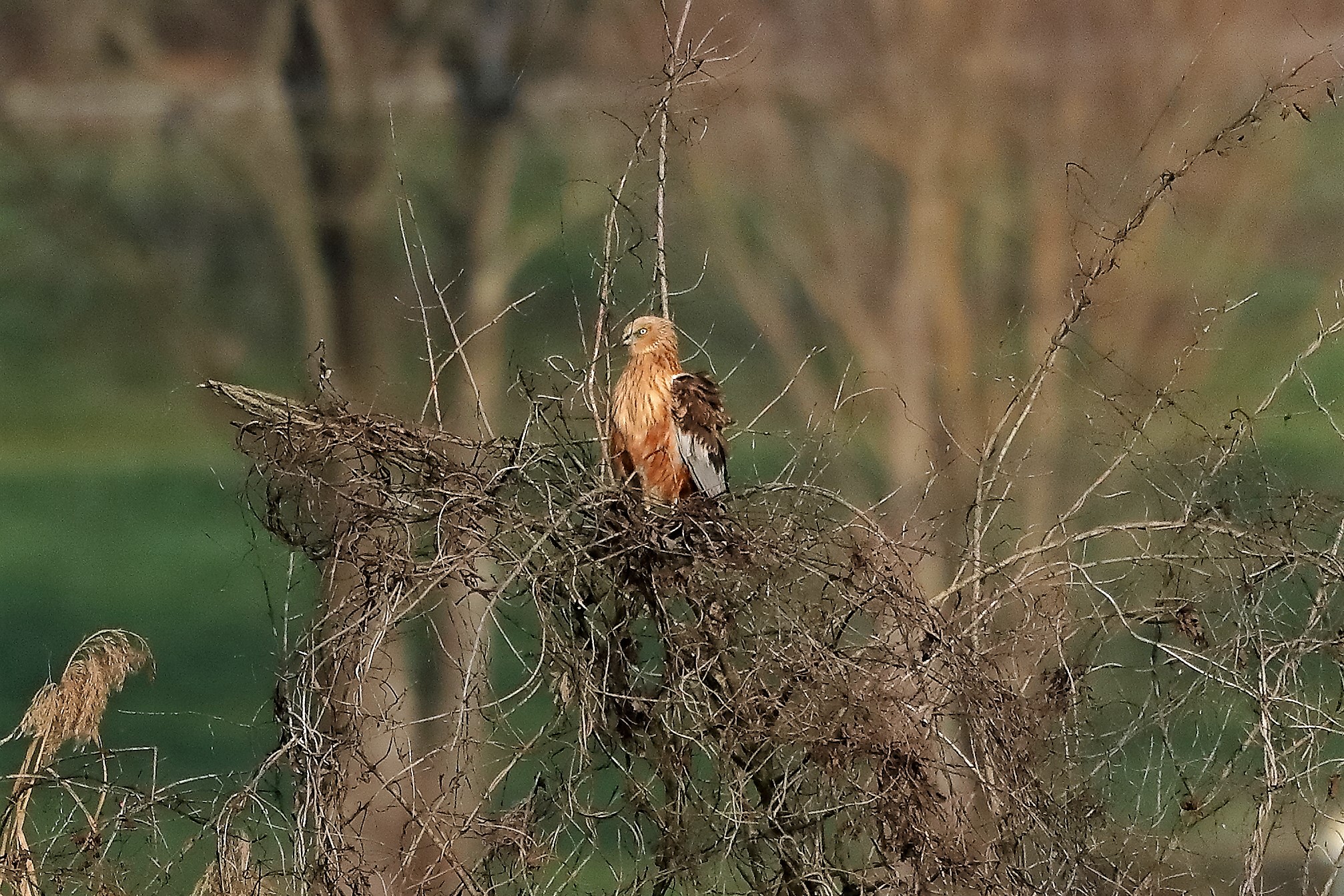 Falco di palude 18-12-2022