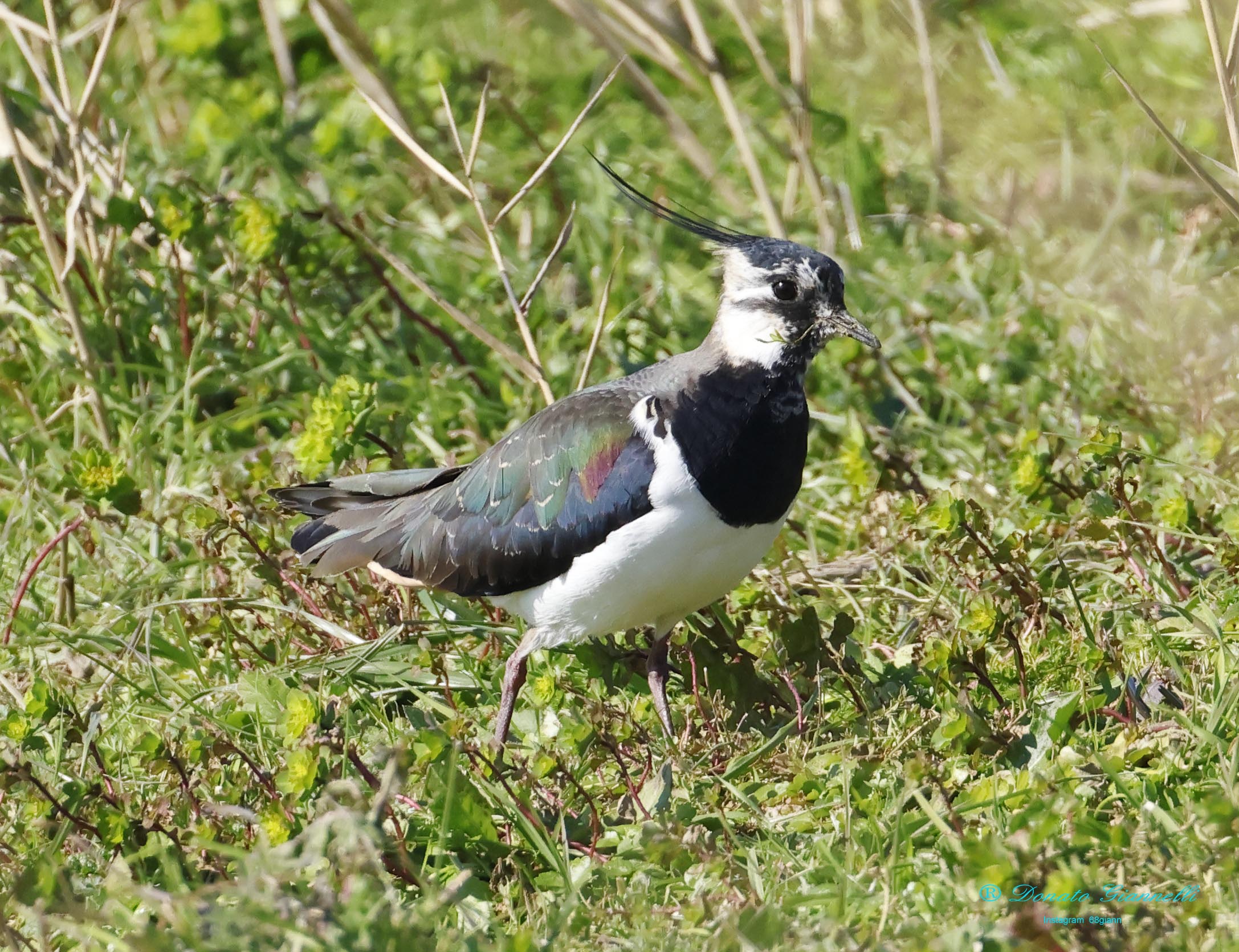 Lapwing