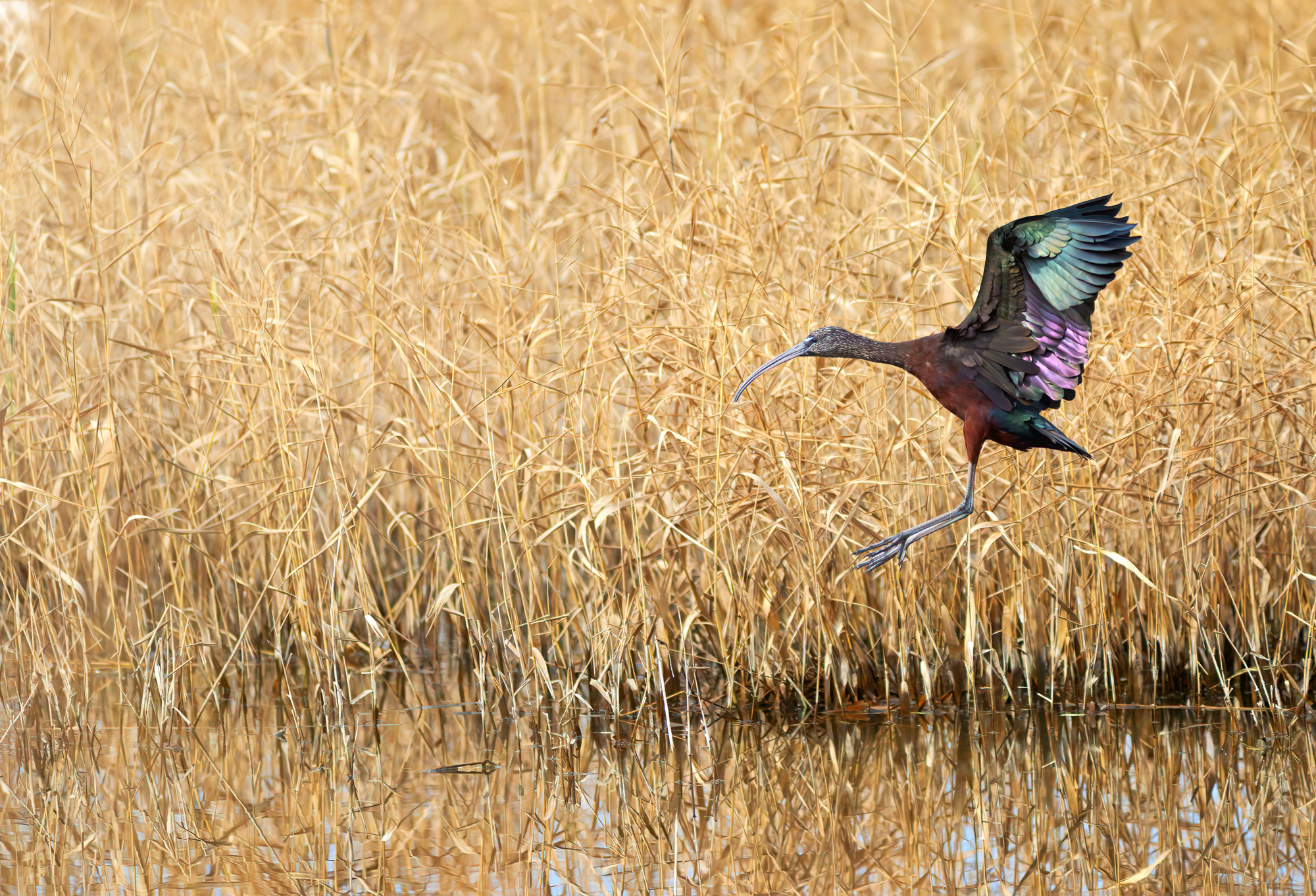 Glossy ibis
