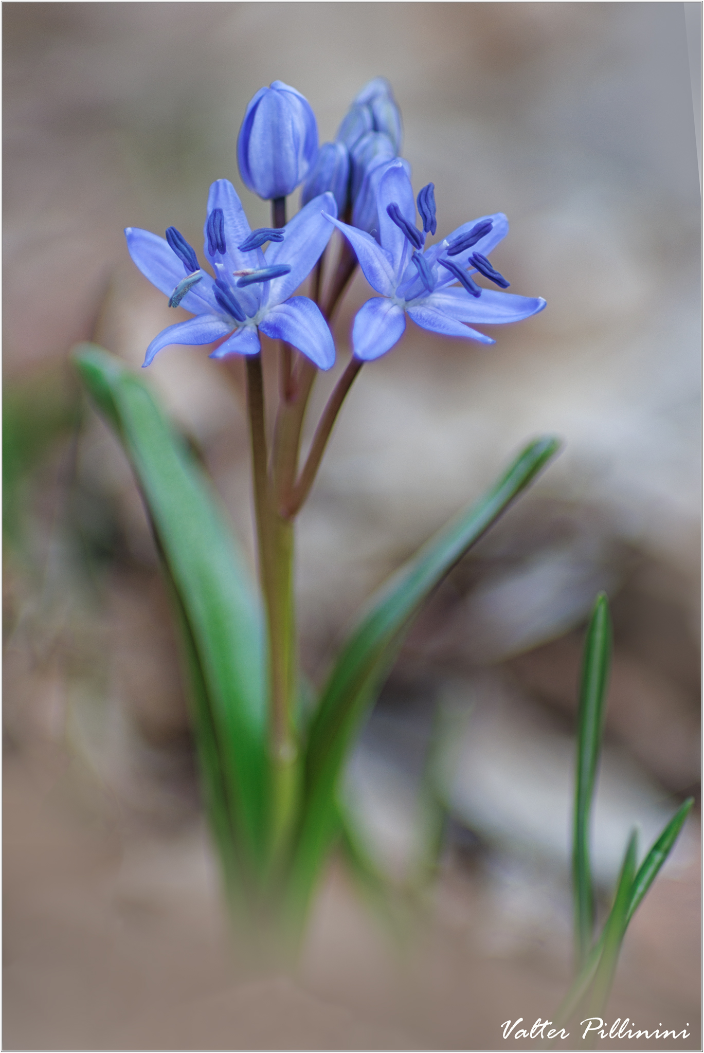 Scilla bifolia.