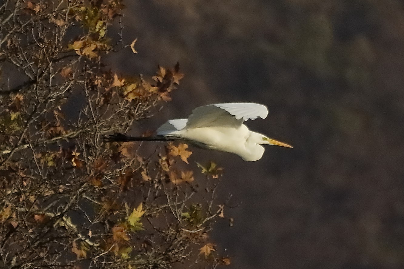 Airone BM 07 dicembre 2022