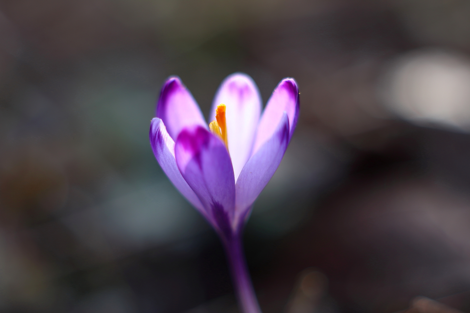First Crocus
