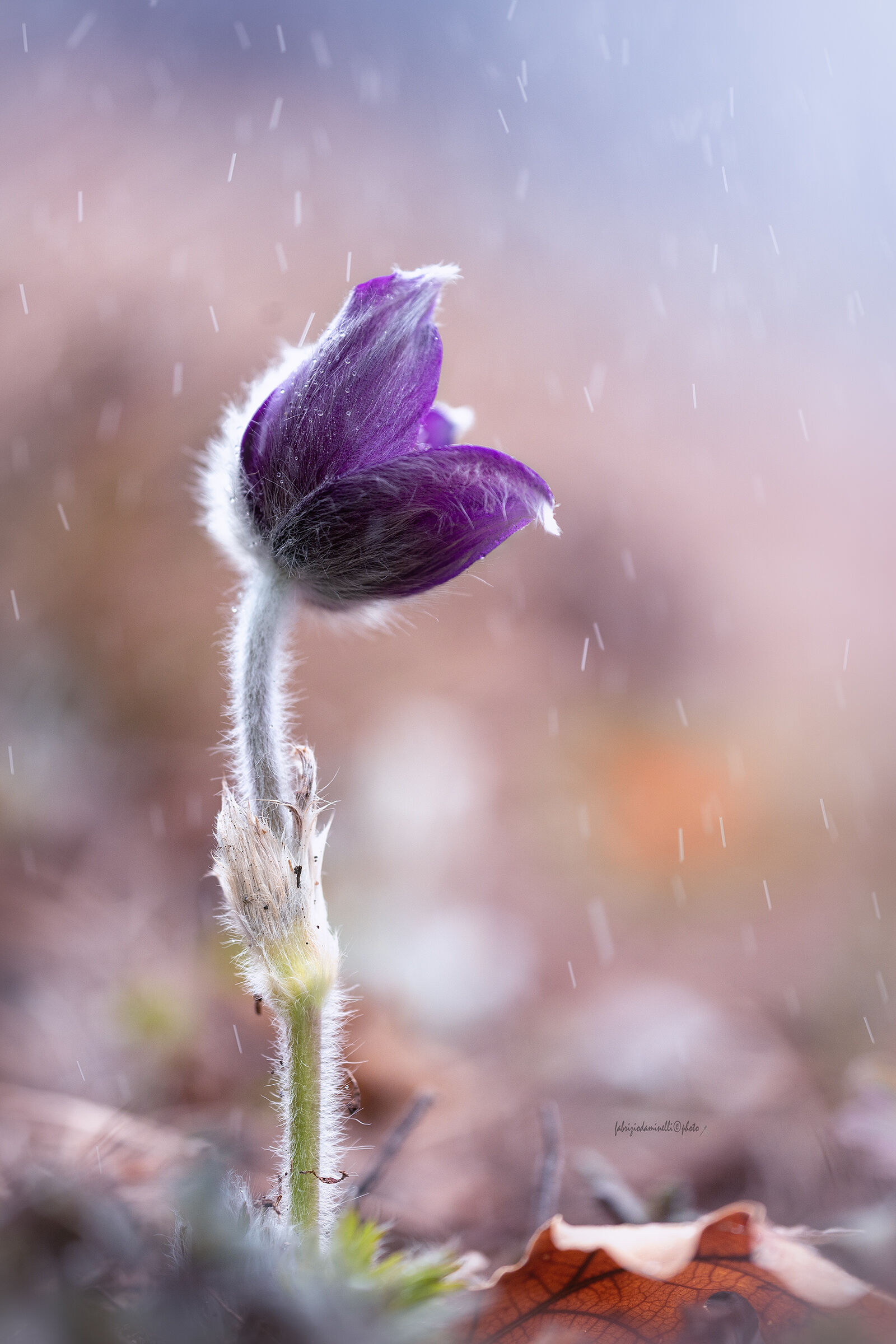 Pulsatilla montana