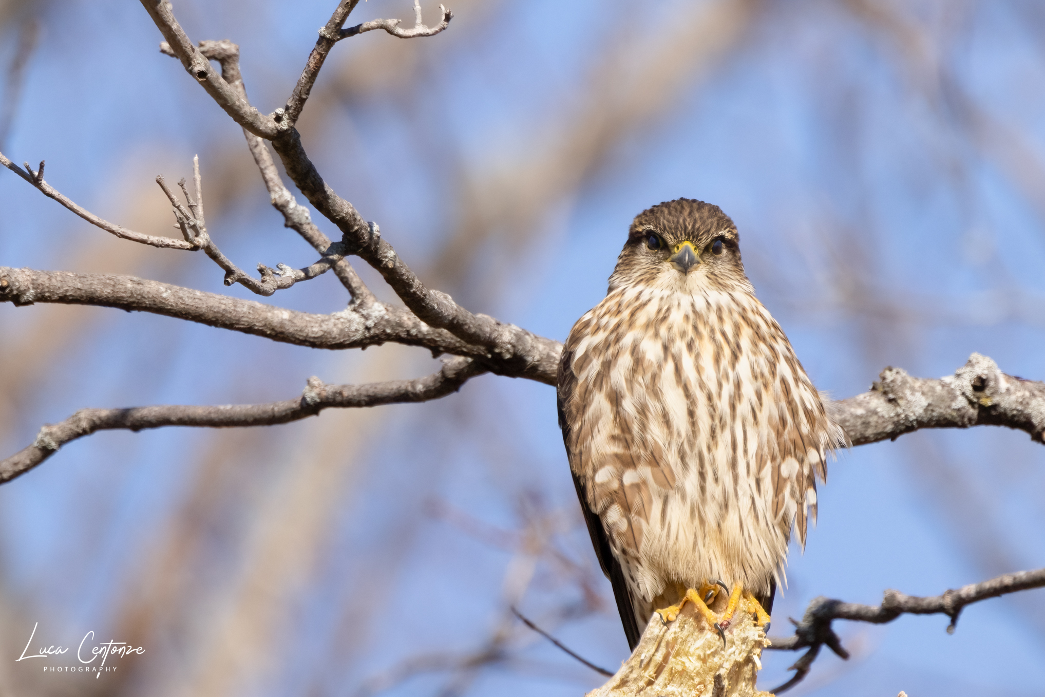 Merlin (Falco colombarius)