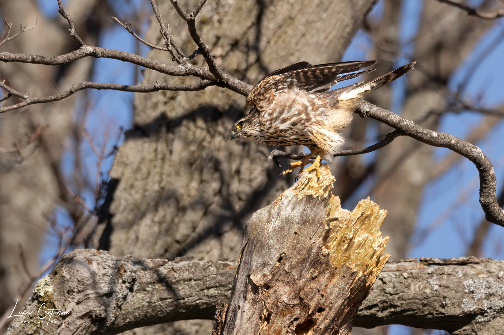 Merlin (Falco colombarius)