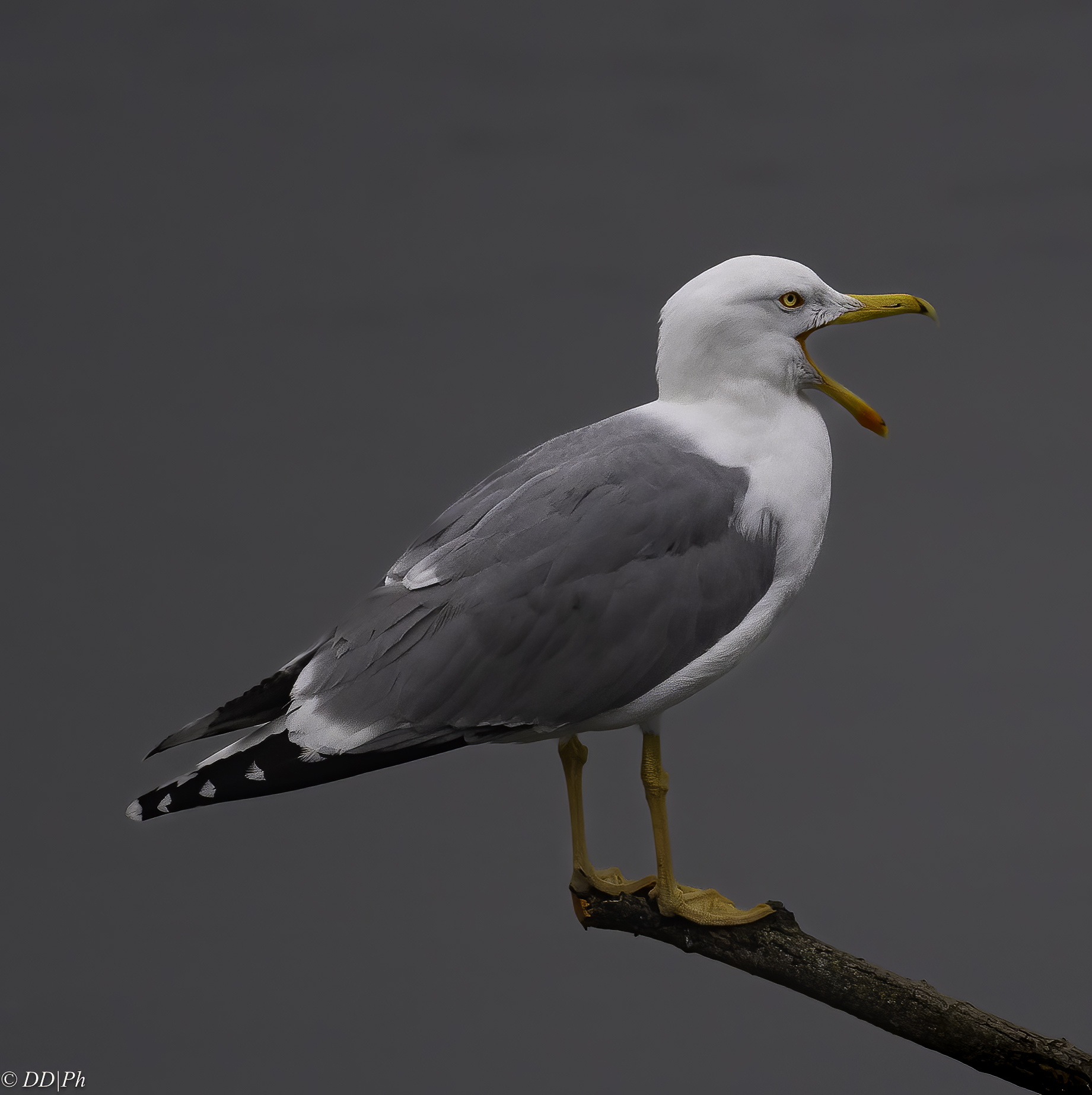 Herring gull