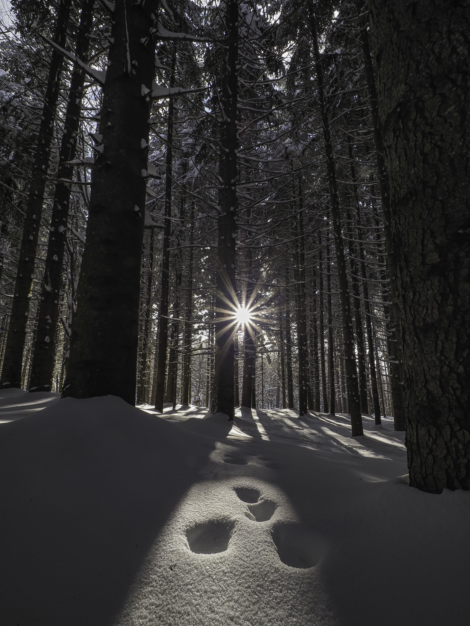 Footprints in the woods