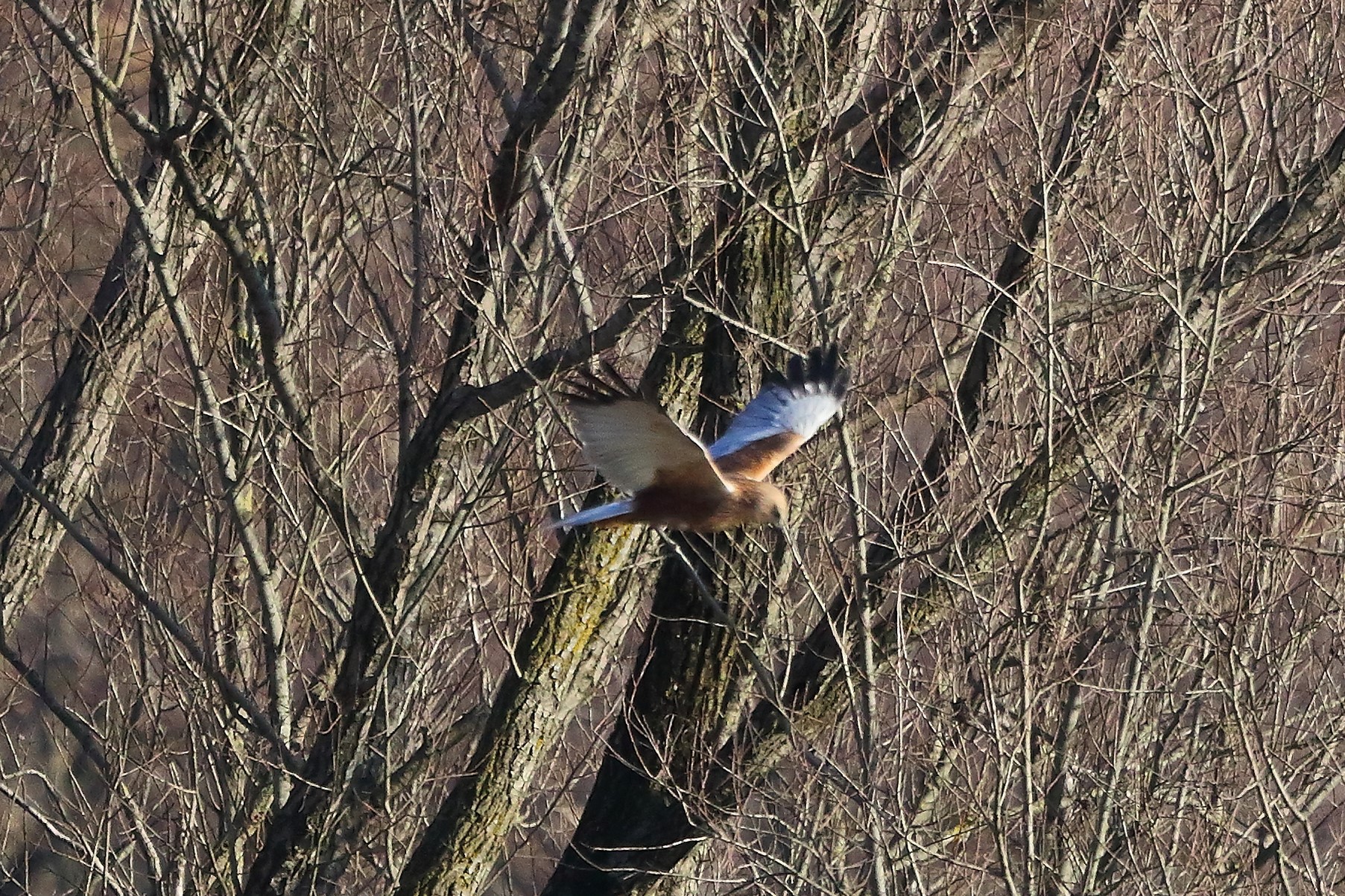 Falco di palude 12 dicembre 2022