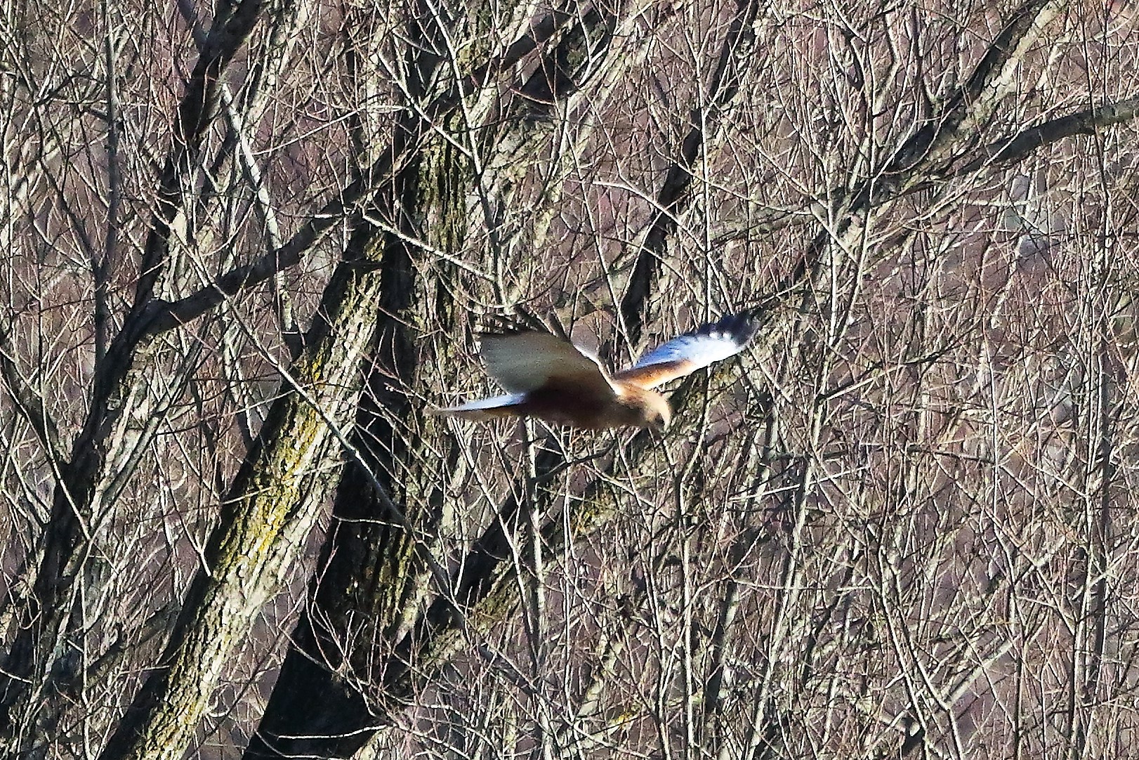 Falco di palude 12 dicembre 2022