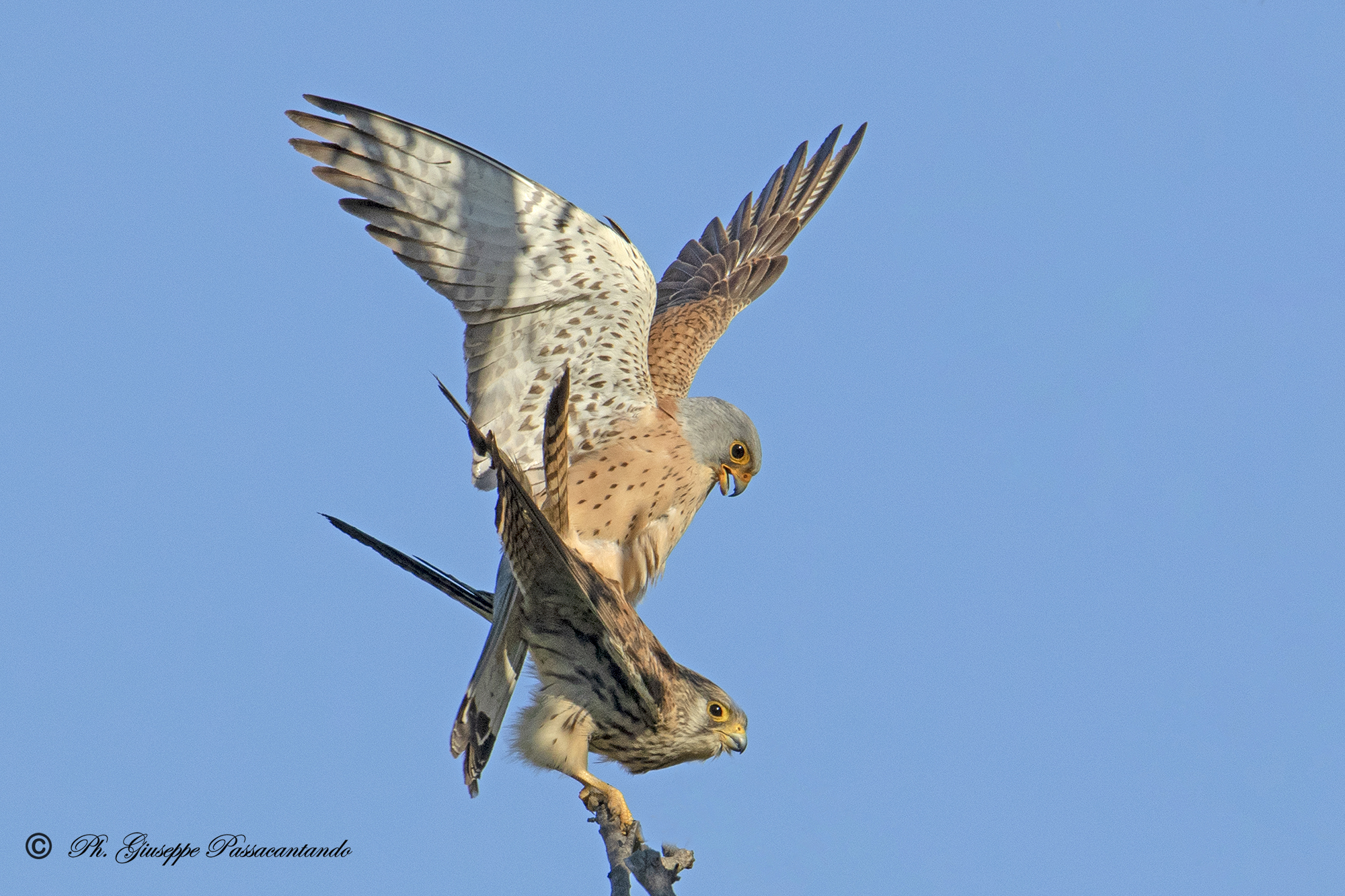 Kestrels in coupling