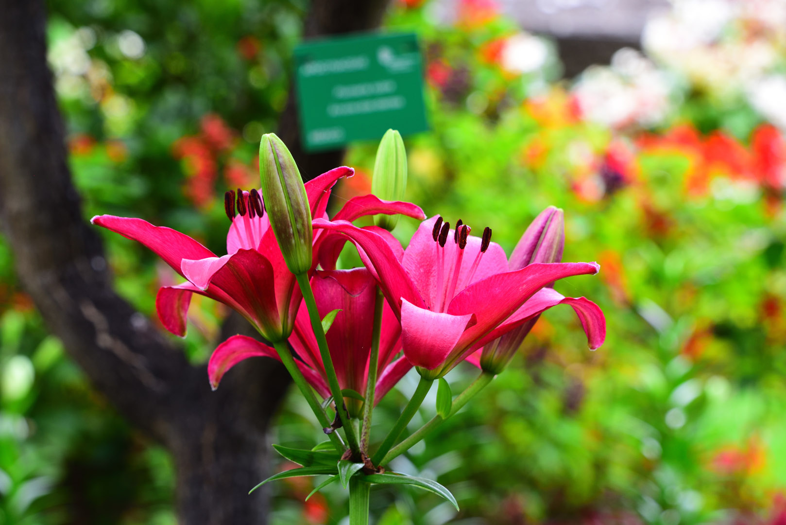 giardini tropicali di Madeira