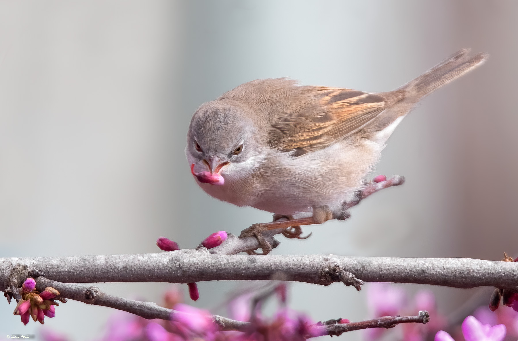Sterpazzola (Sylvia communis)