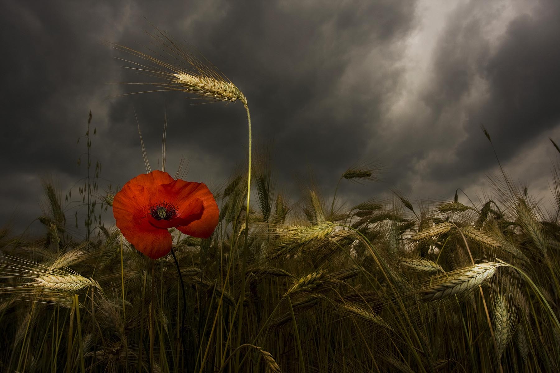 Ultimi bagliori prima della tempesta