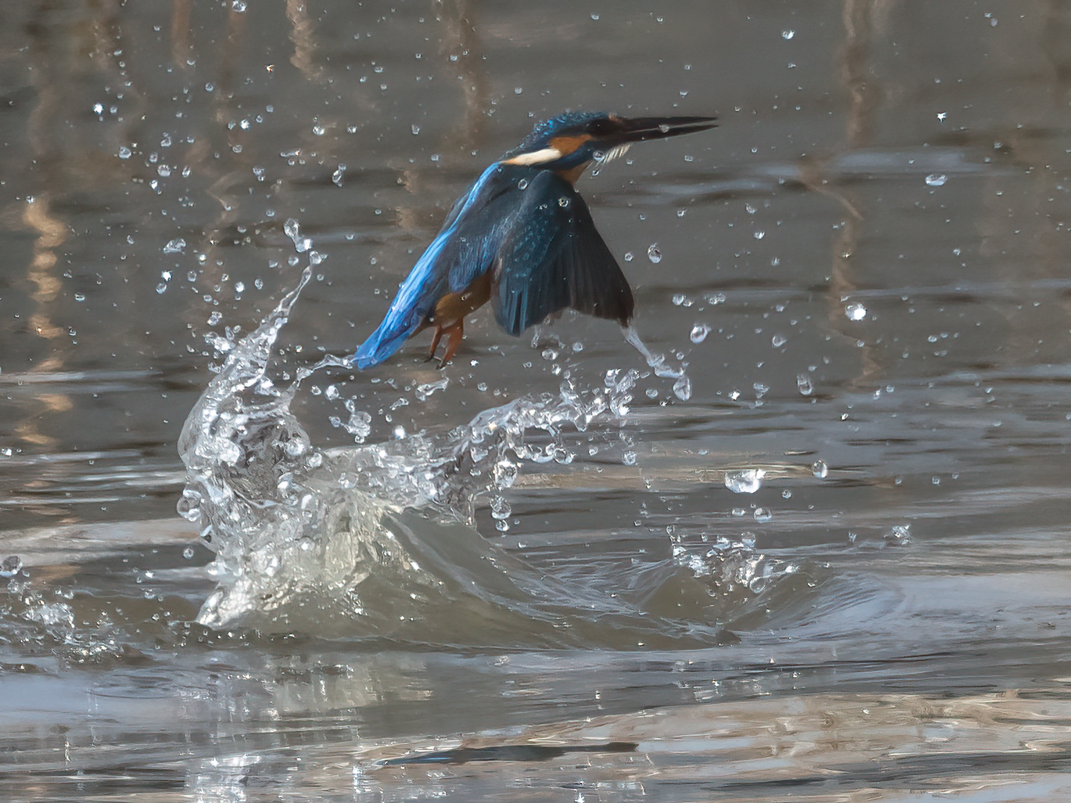 Kingfisher