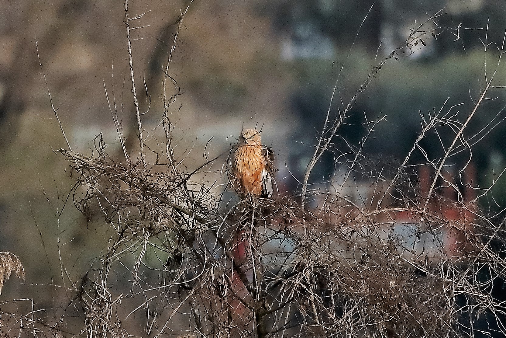 Falco di palude 18-12-2022