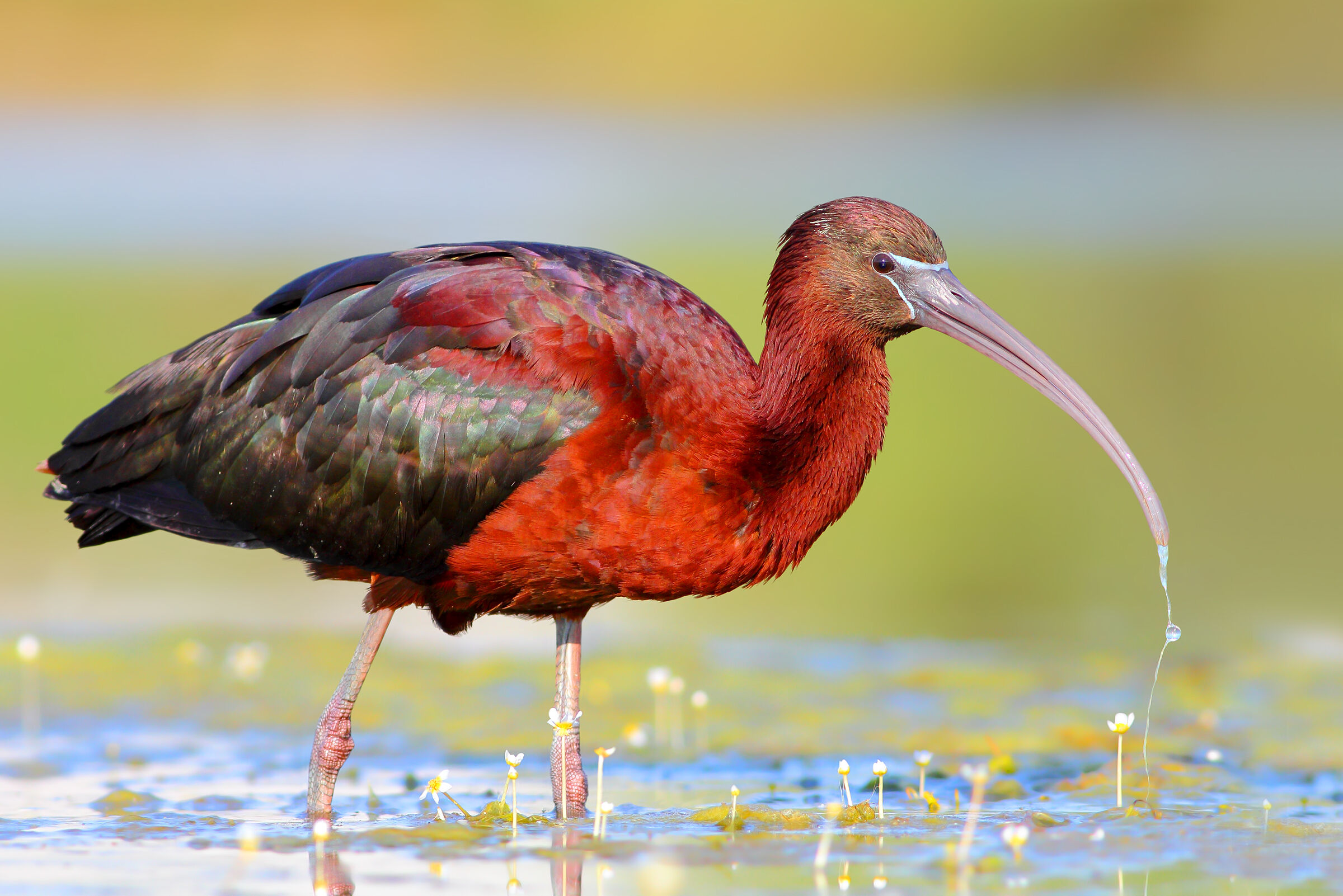 Glossy ibis