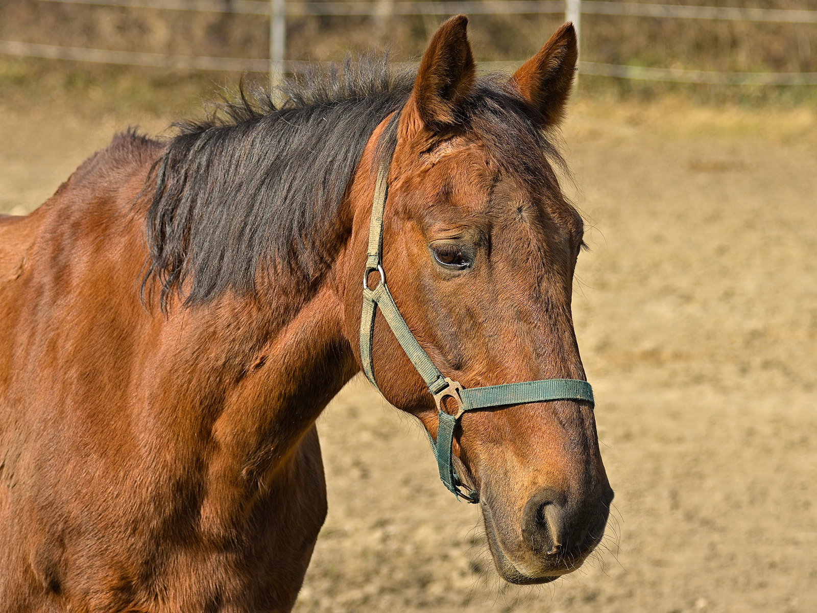 Ritratto del cavallo
