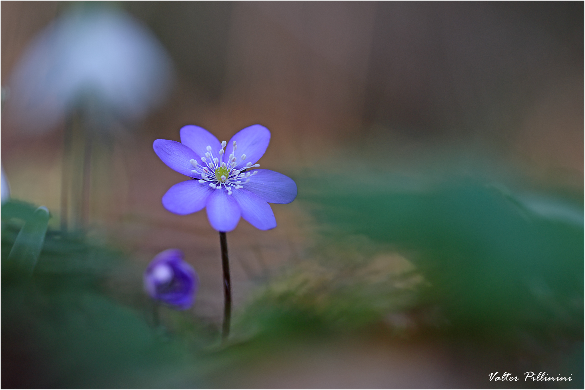 Hepatica nobilis