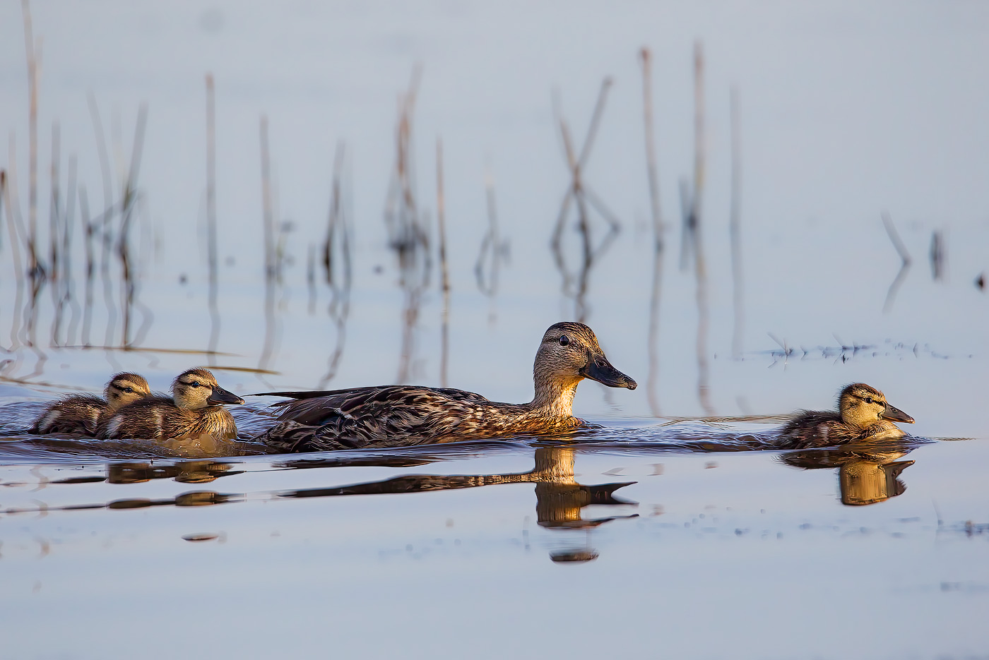 Gruppo di famiglia in un esterno
