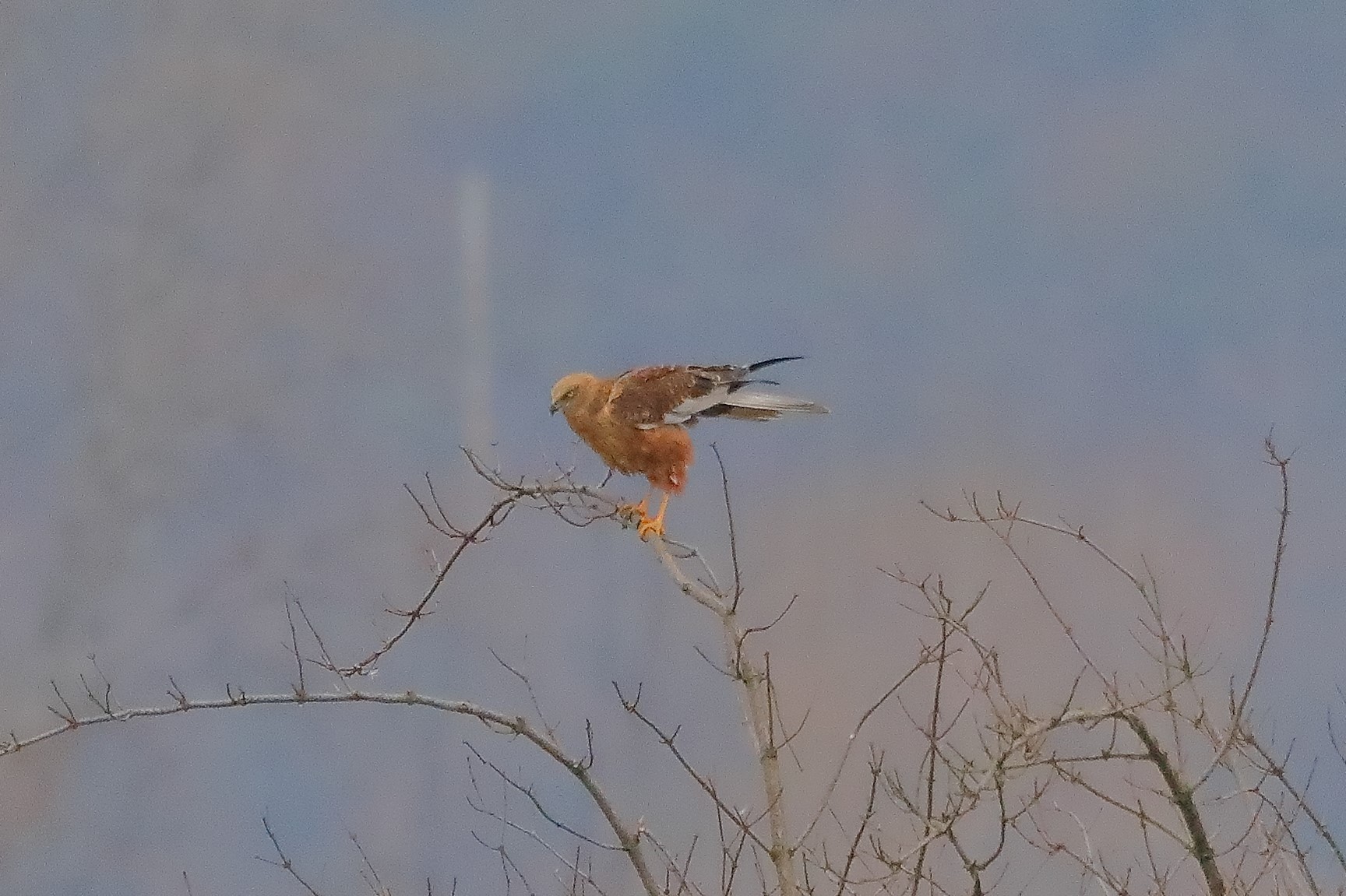 Falco di palude 19-12-2022