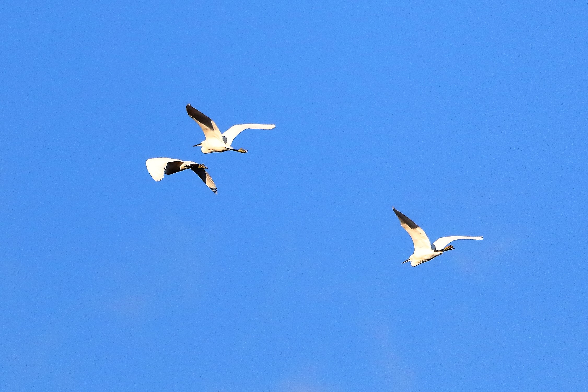 Garzette 11 dicembre 2022