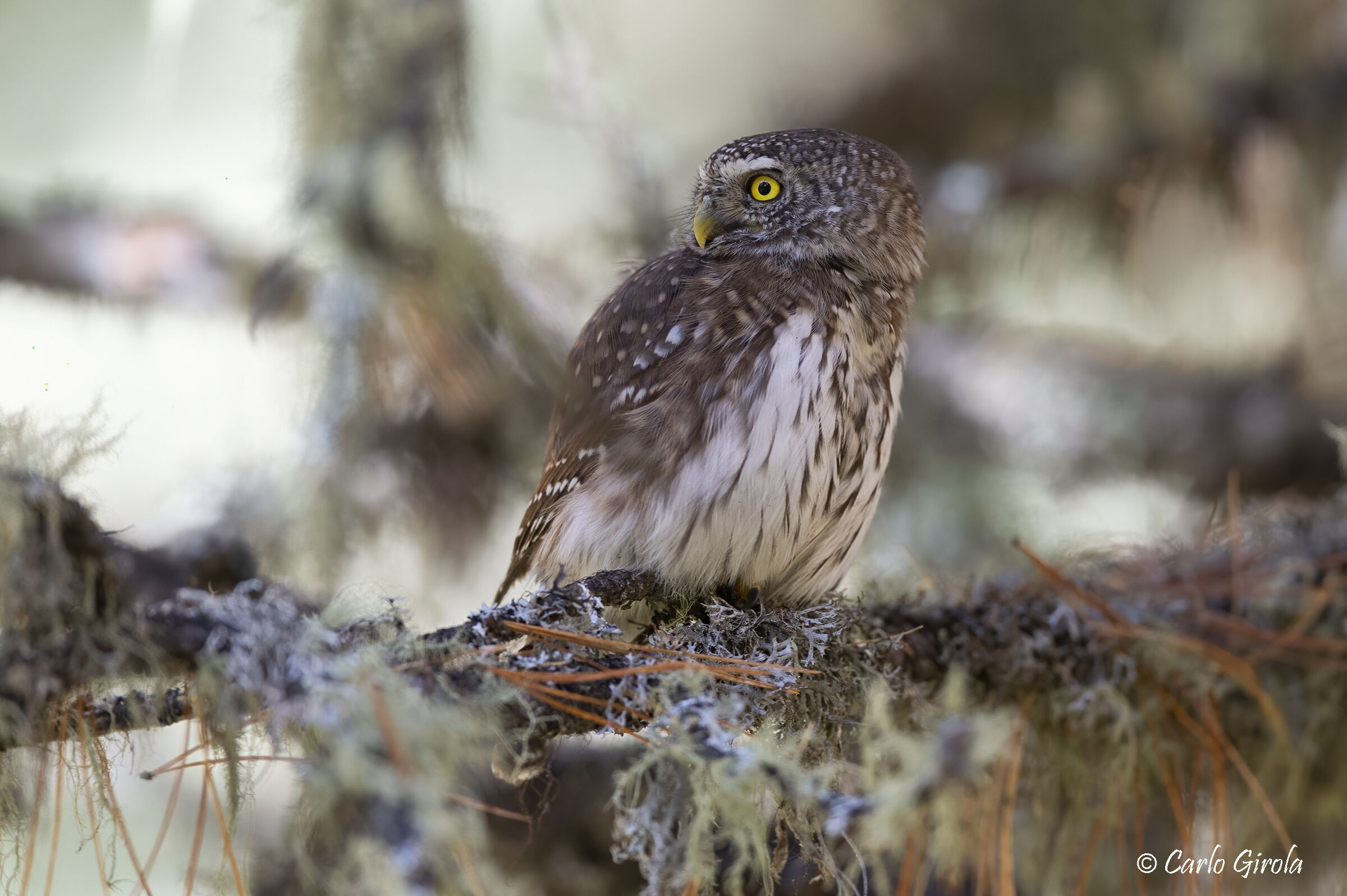 Dwarf owl (Glaucidium passerinum)