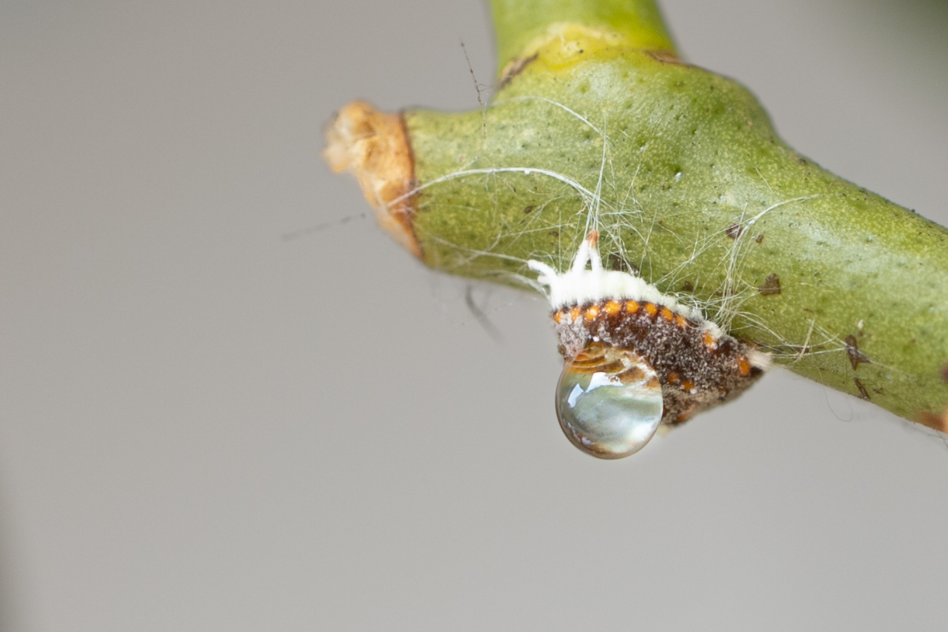 Cocciniglia