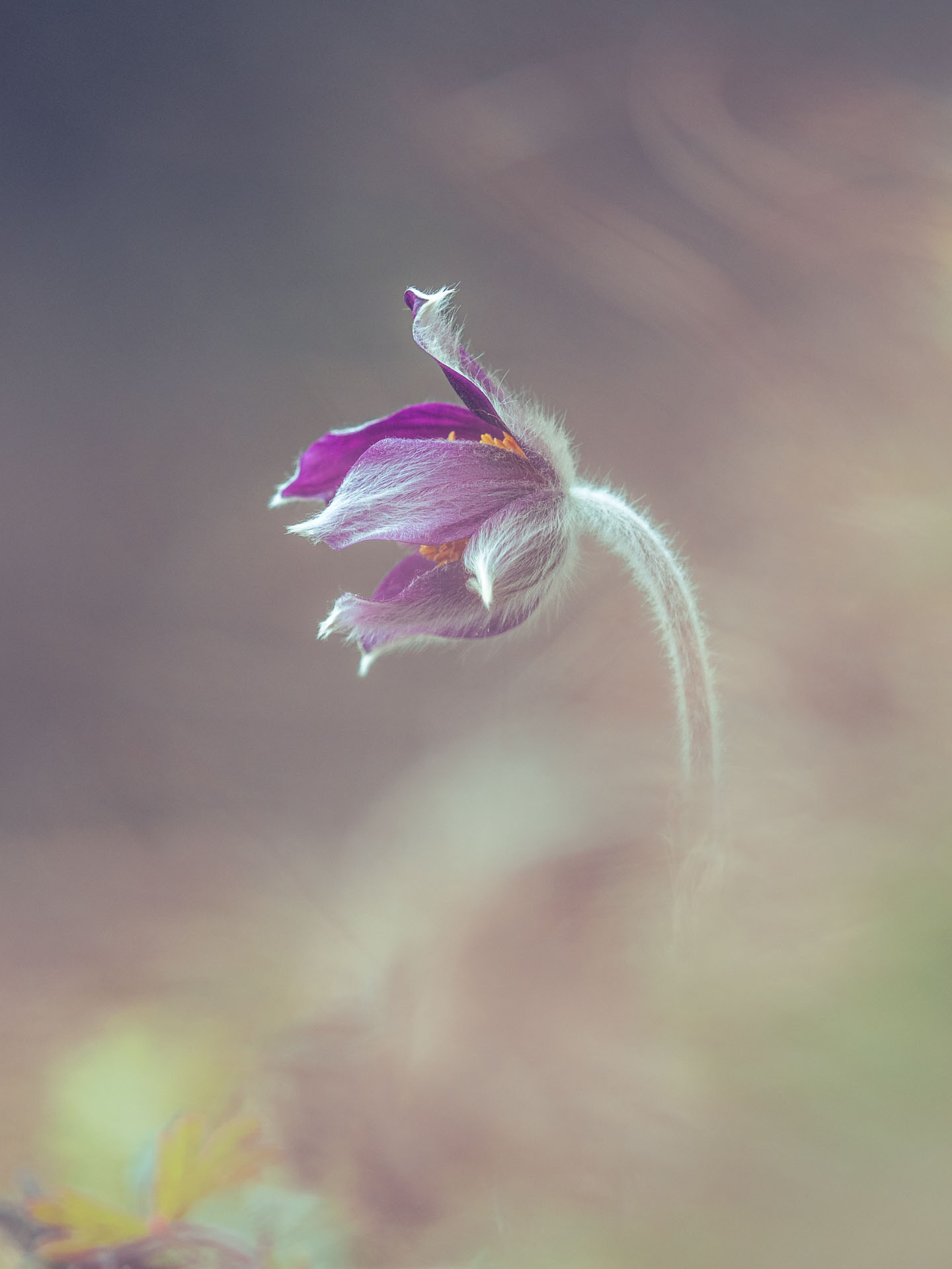 Pulsatilla