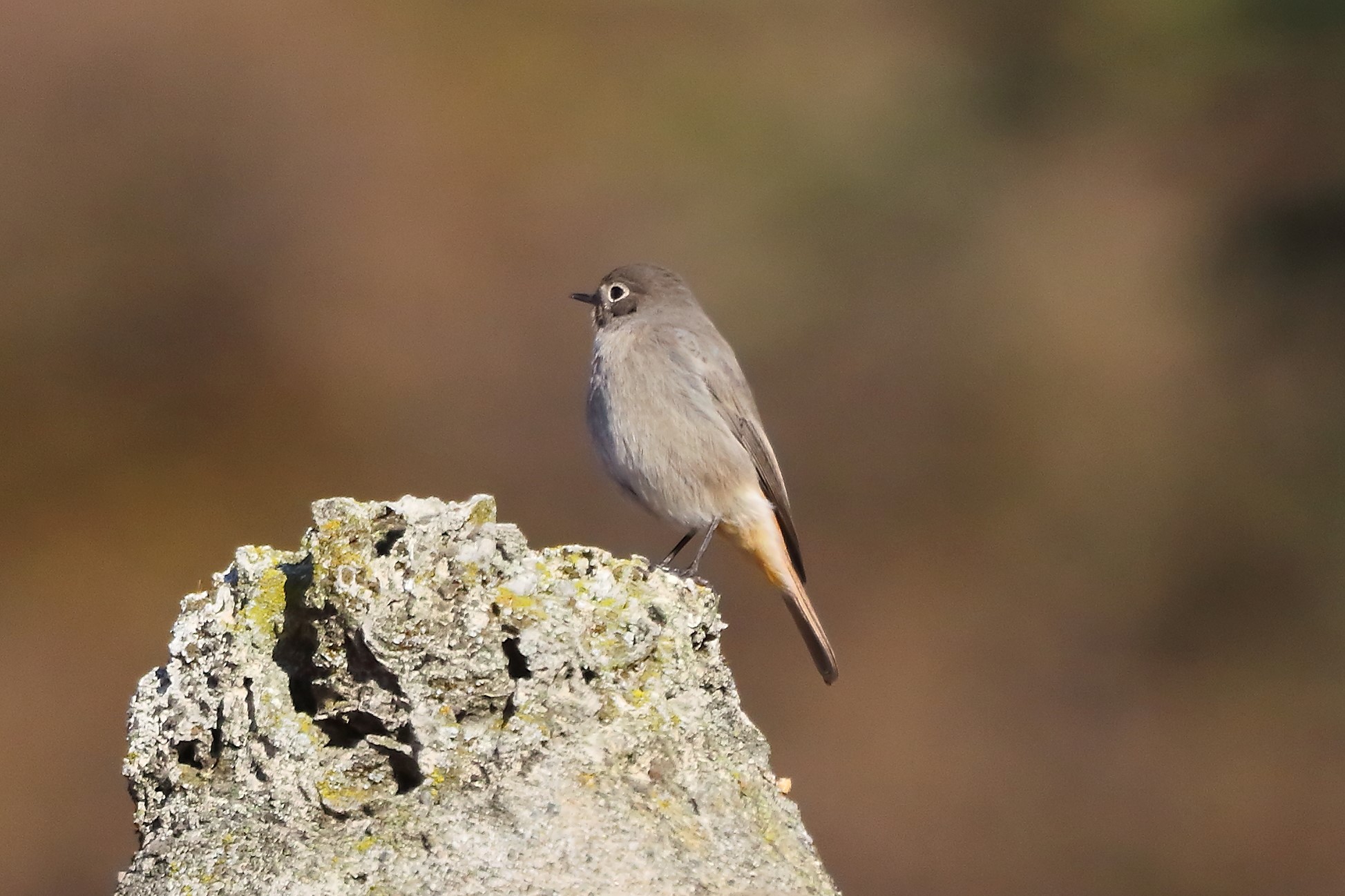 Codirosso 12 dicembre 2022