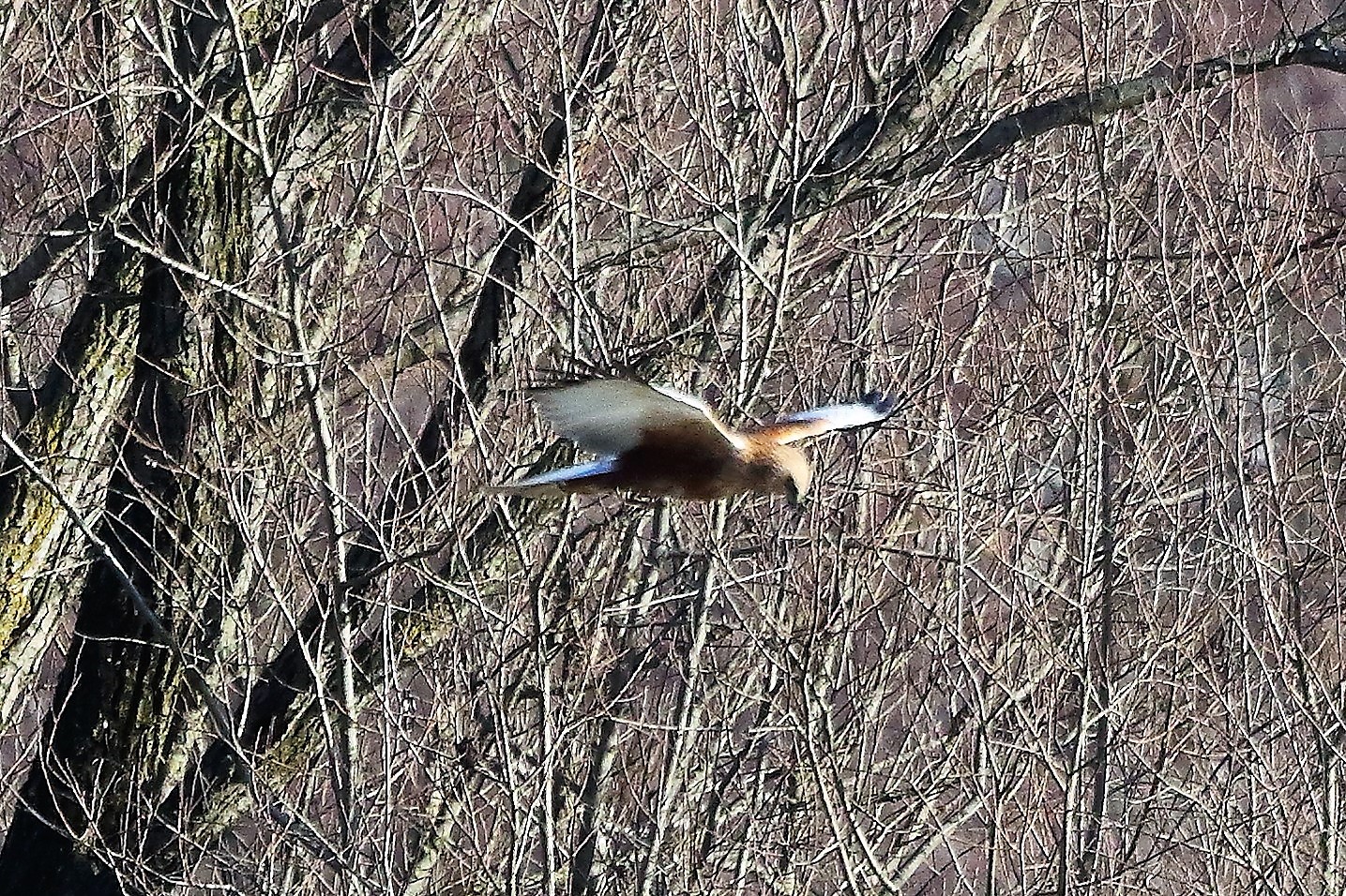 Falco di palude 12 dicembre 2022