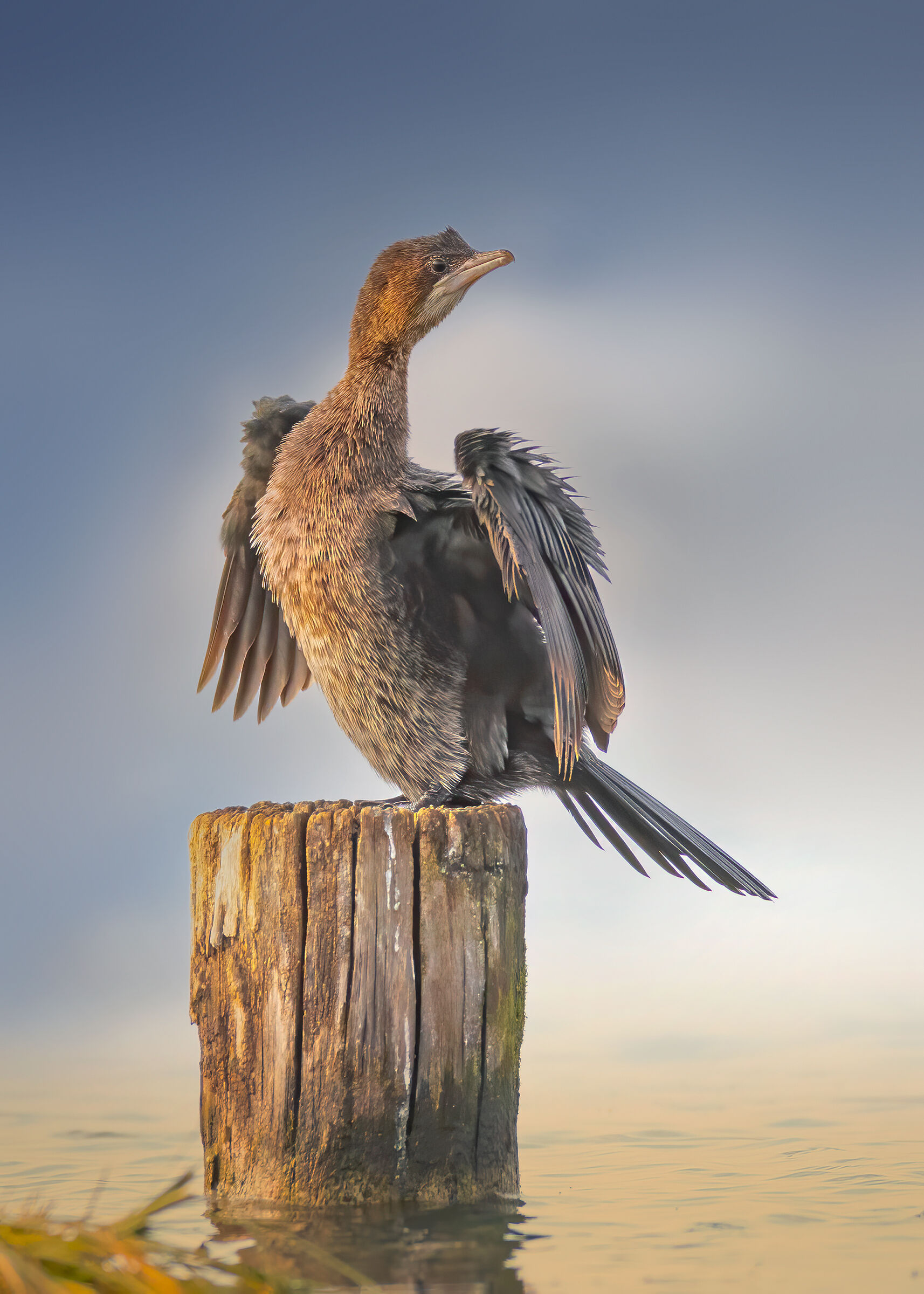 Incontri nel Parco del Mincio (mn)