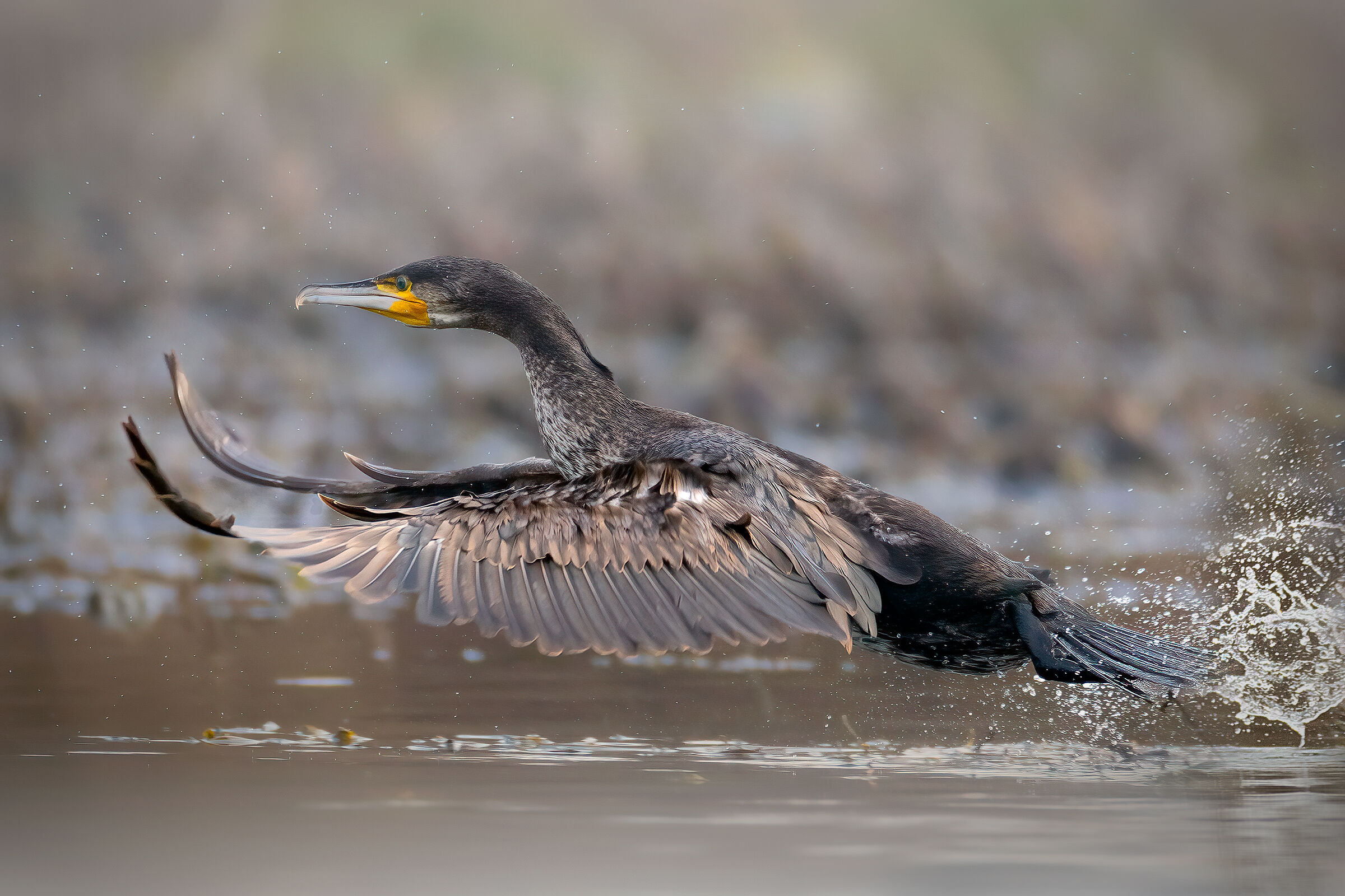 Incontri nel Parco del Mincio (mn)