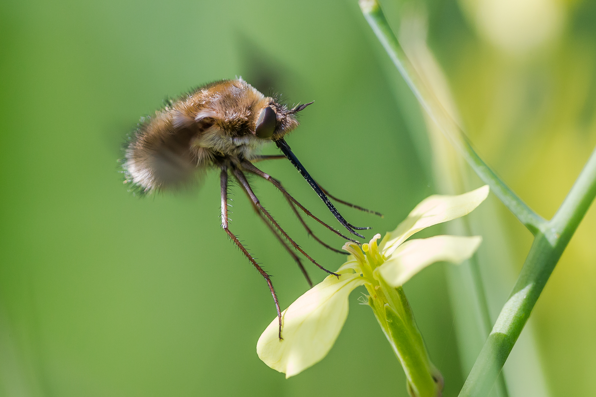 Dittero Bombylidae
