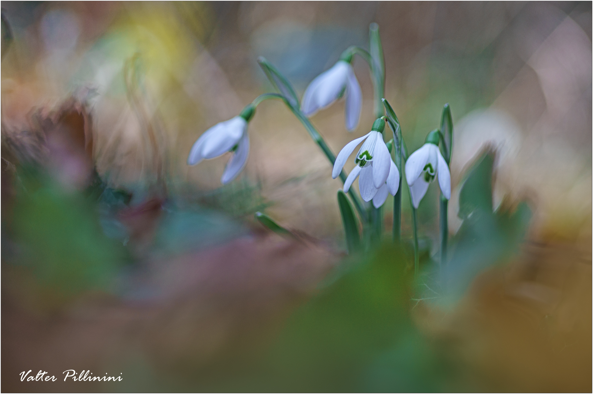 Snowdrop