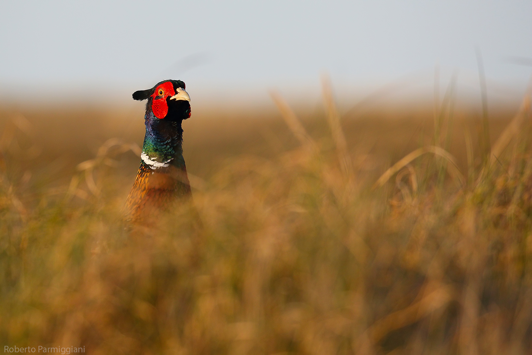 Presences in the m'are of grass