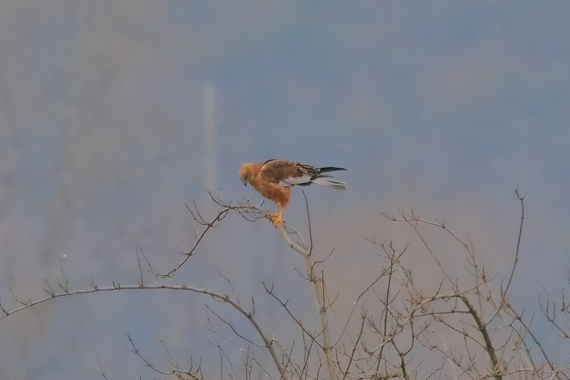 Falco di palude 19-12-2022