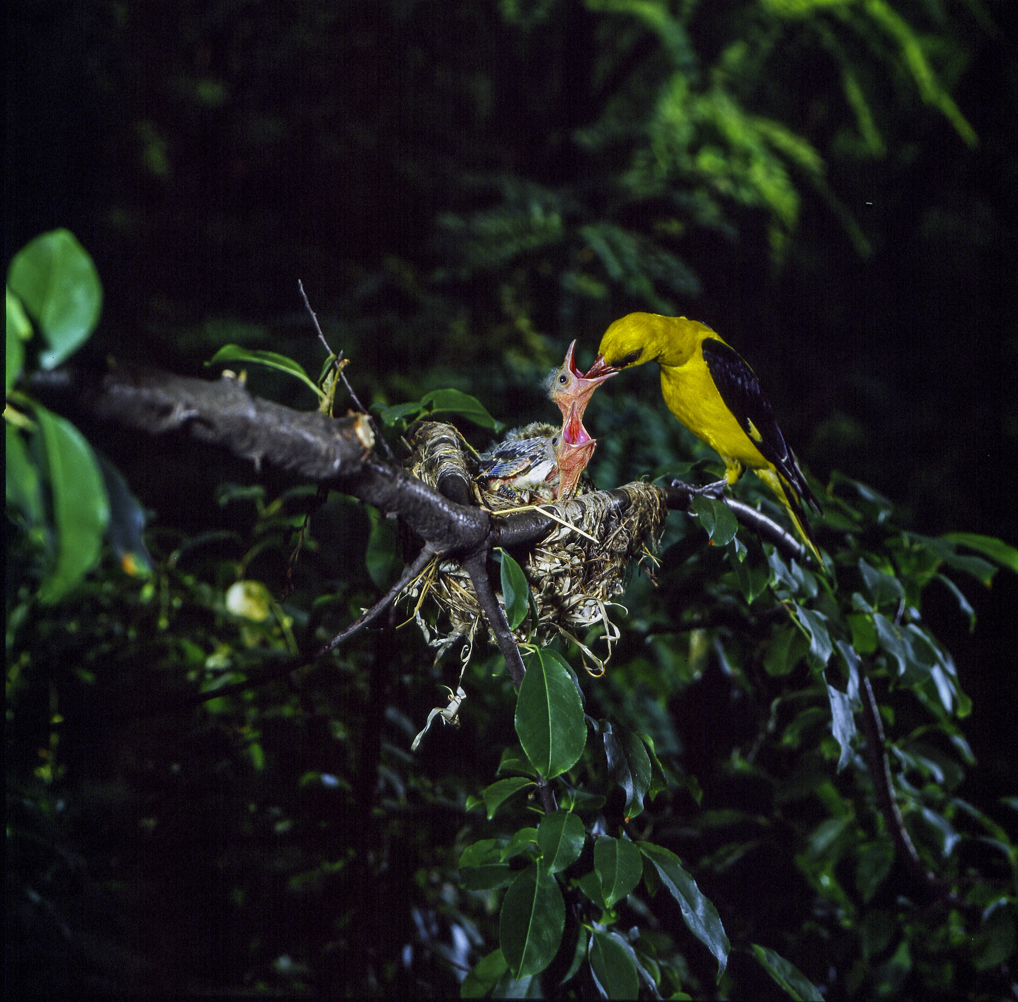 Oriole on the nest with hasselblad at 9 meters high